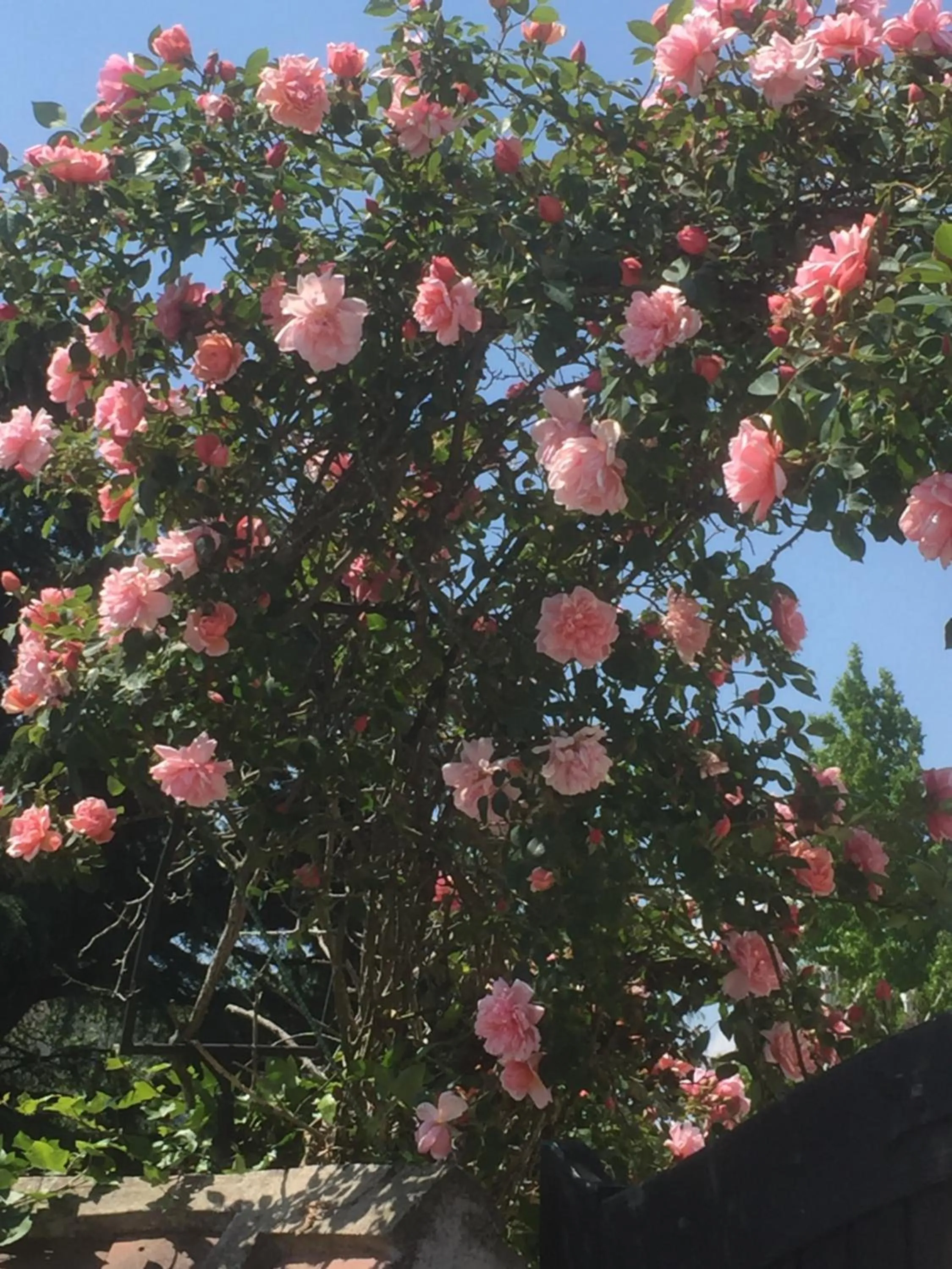 Garden view in Les Prémices De La Forêt