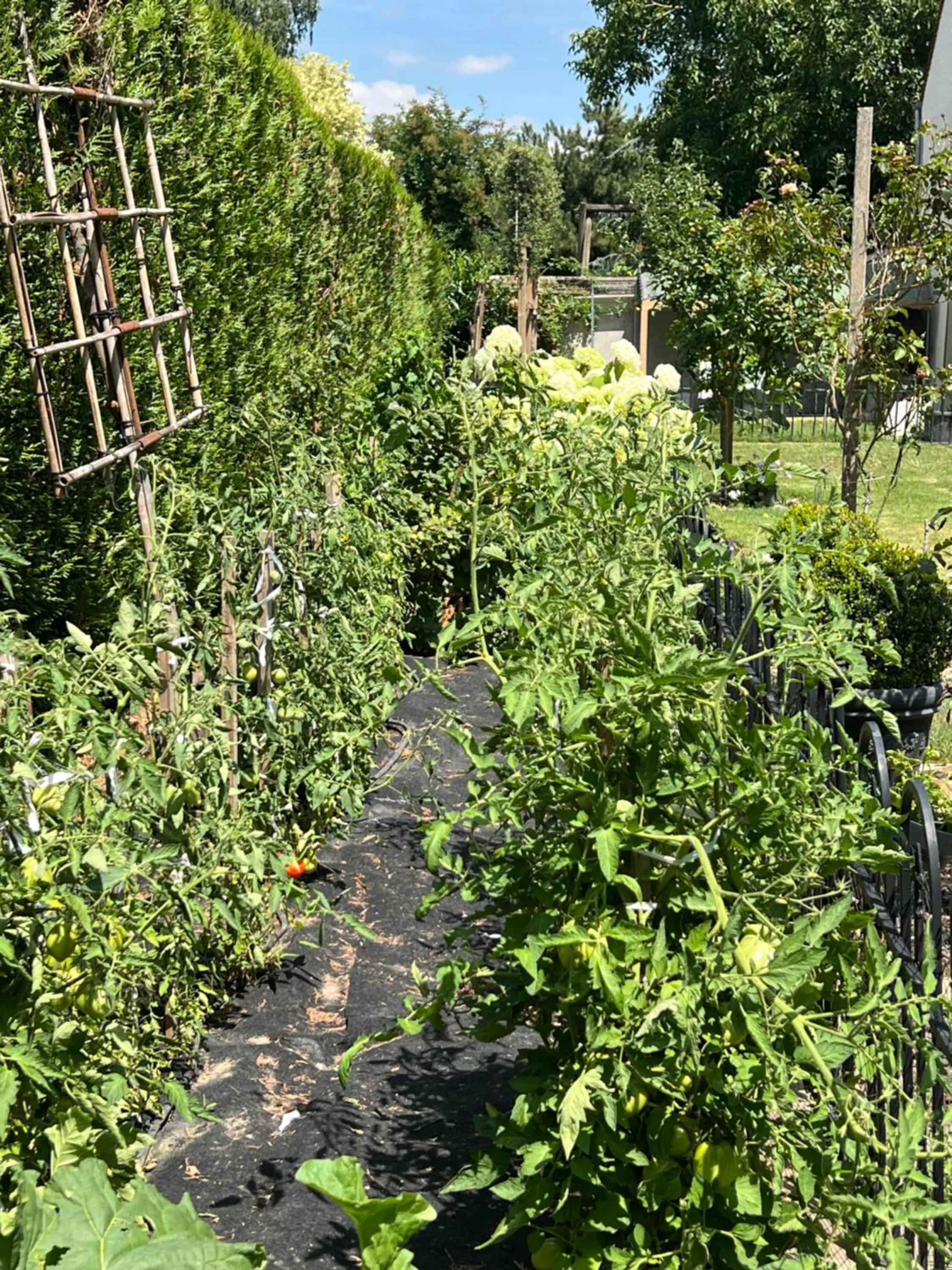 Garden in Les Prémices De La Forêt