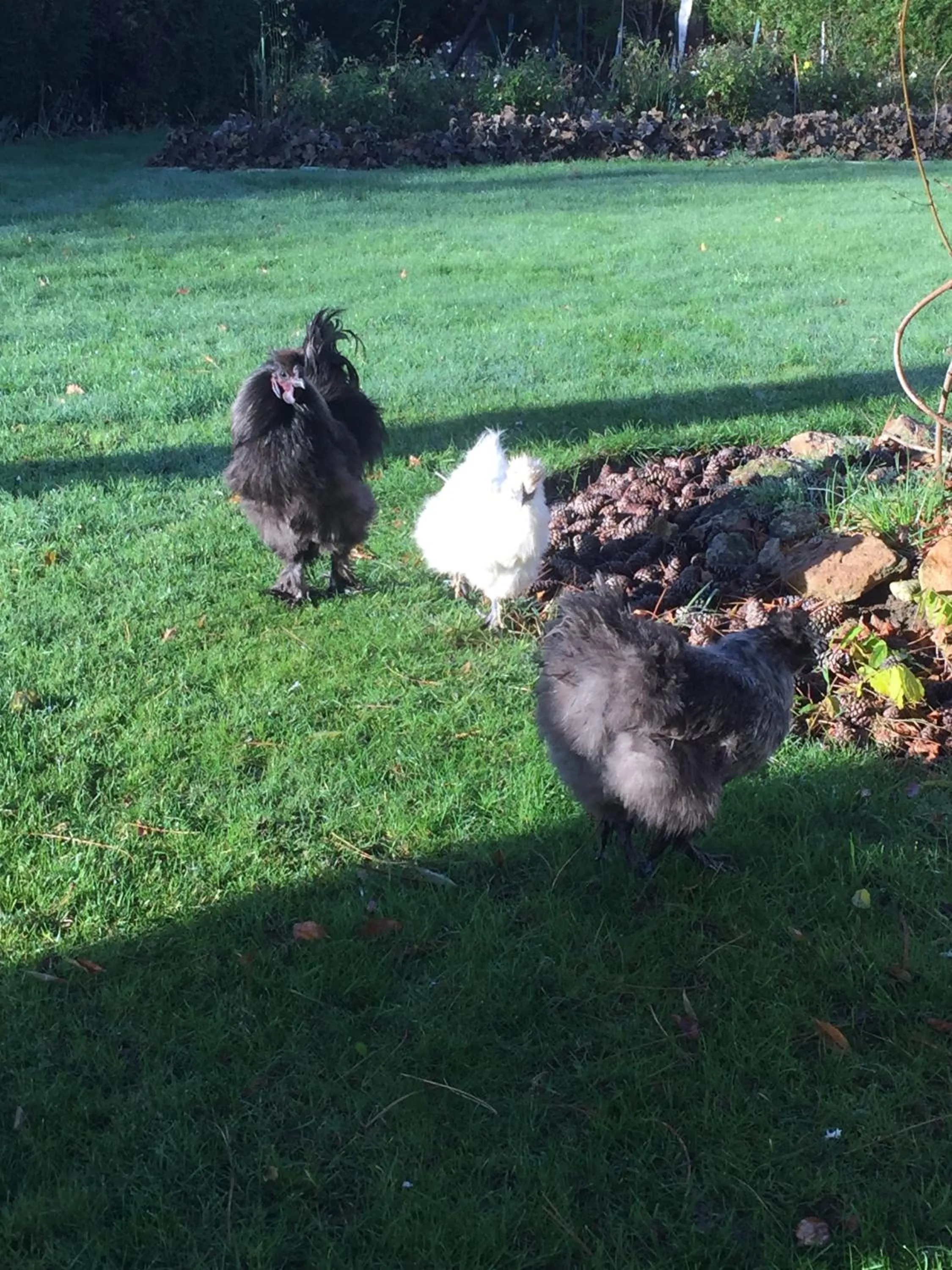 Animals in Les Prémices De La Forêt