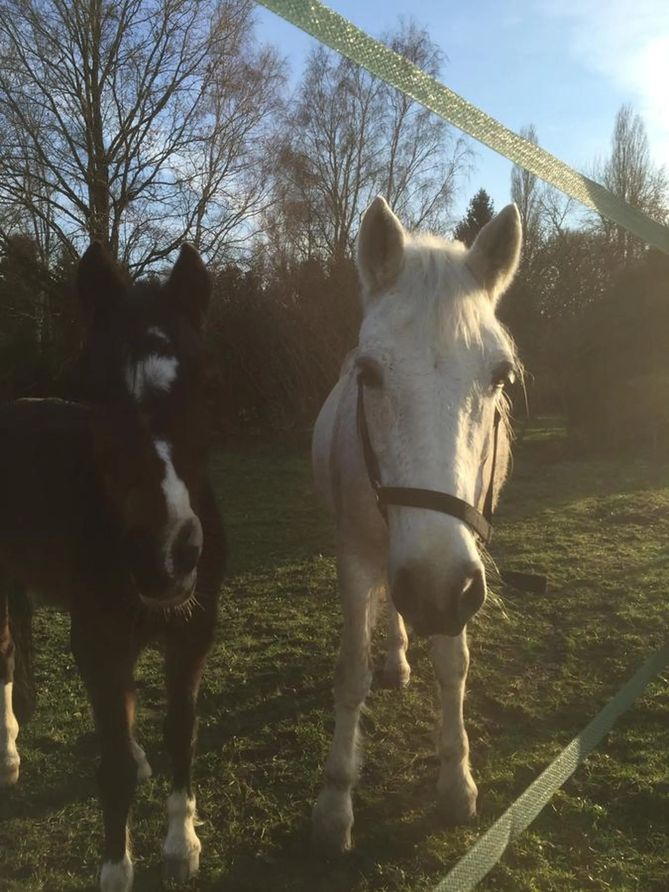 Horse-riding in Les Prémices De La Forêt