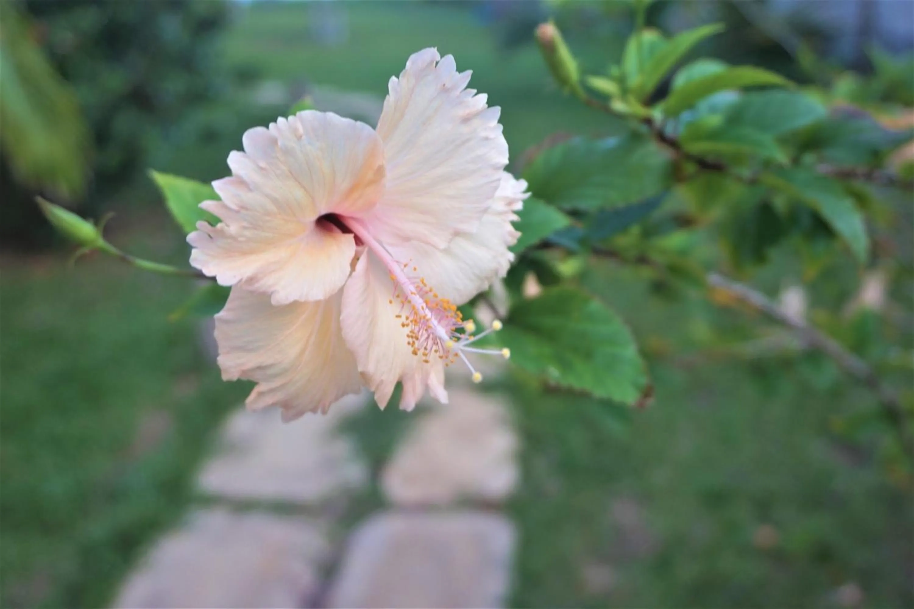 Lanka Beach Boutique Bungalows & Grand Villa