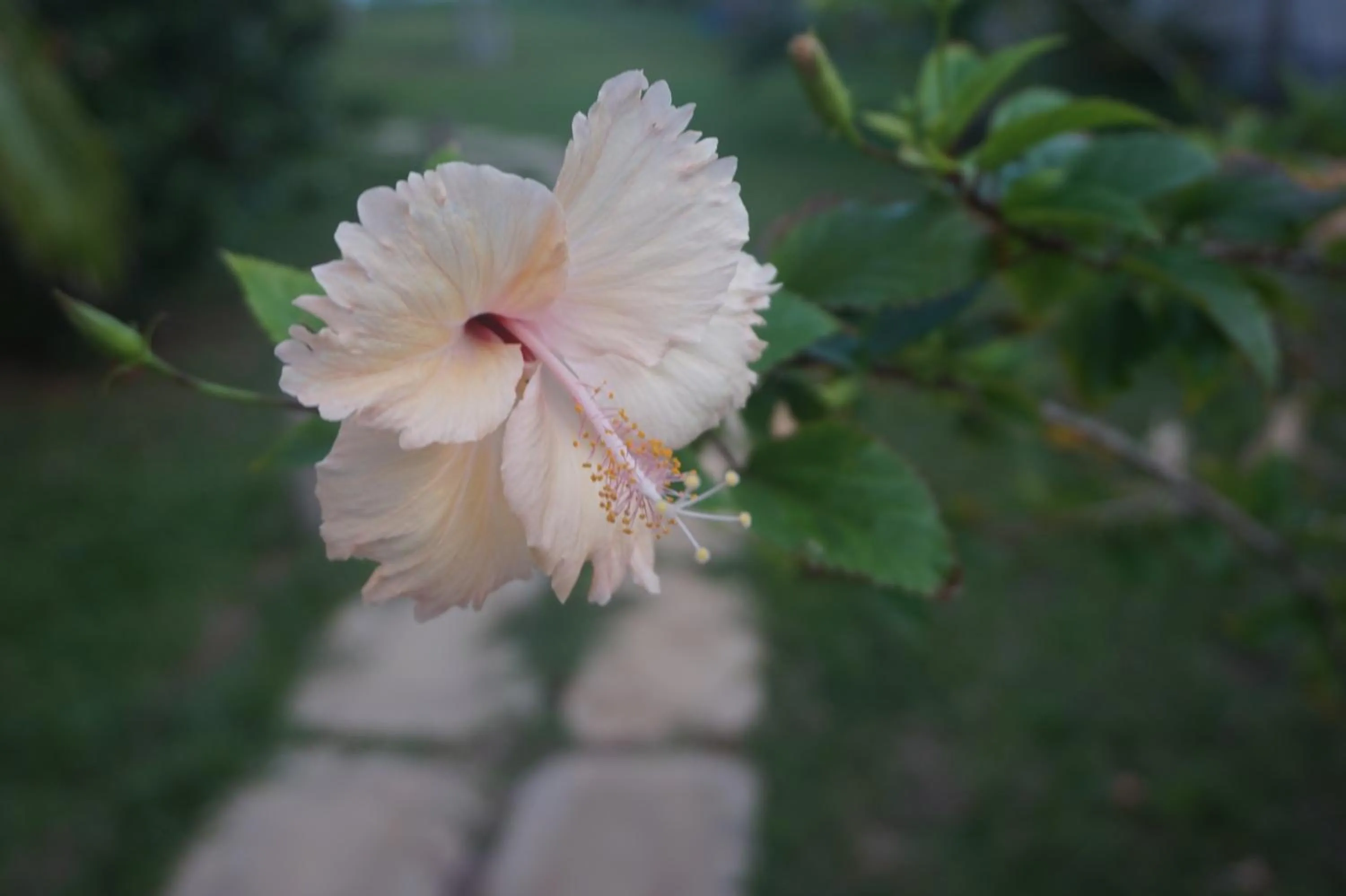 Lanka Beach Boutique Bungalows & Grand Villa