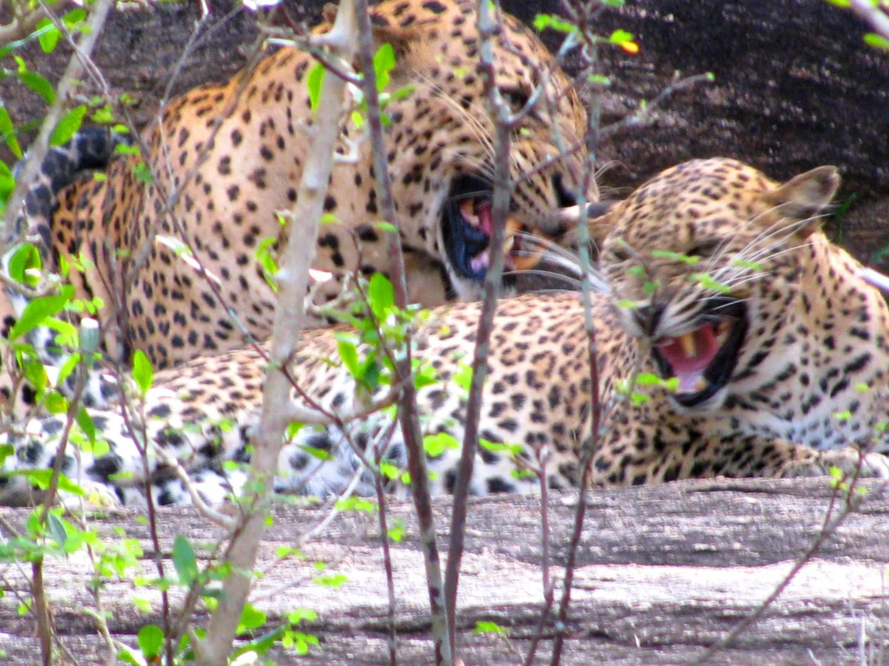 Lanka Beach Boutique Bungalows & Grand Villa