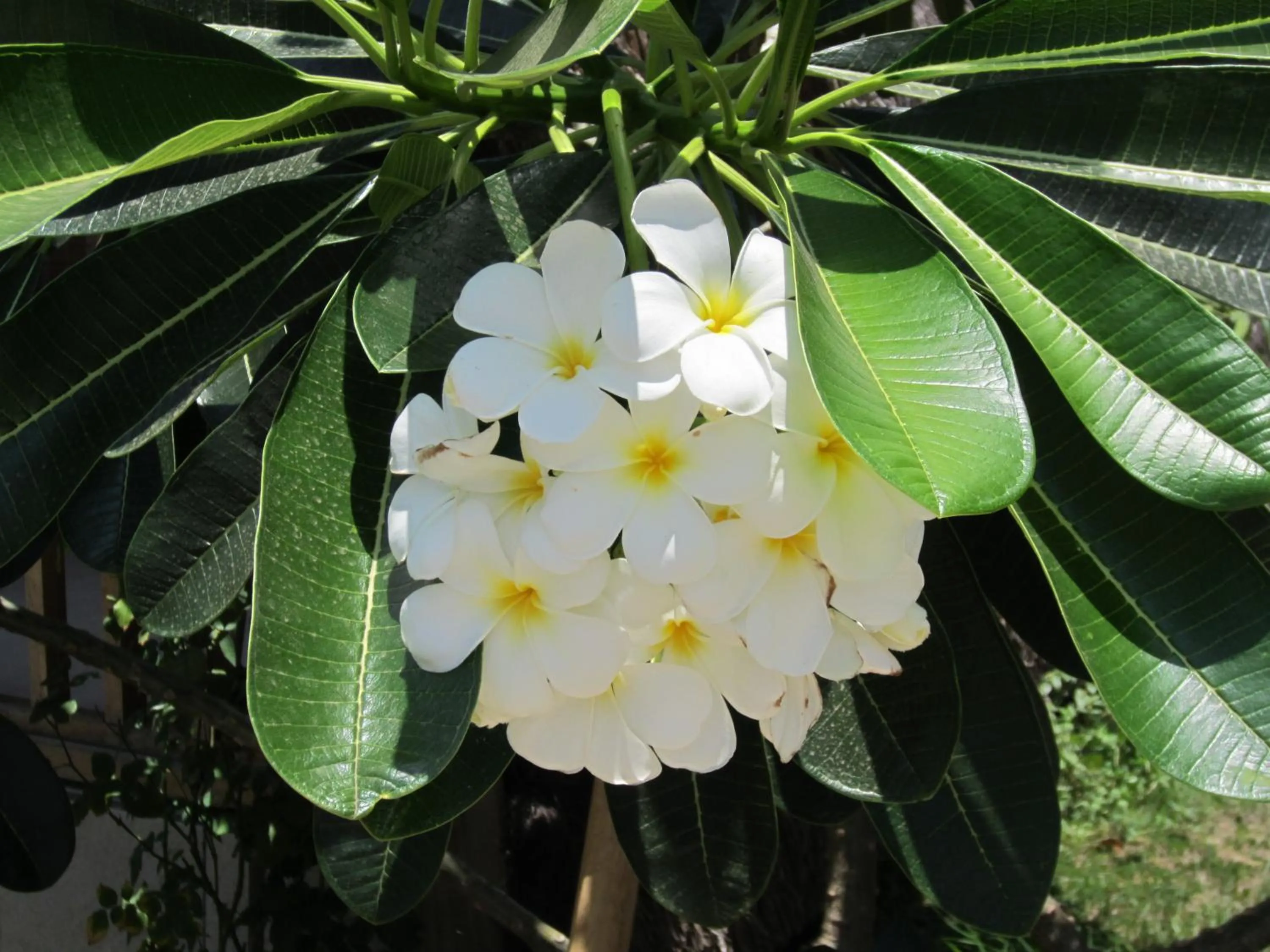 Garden in Djamezz Lumbung