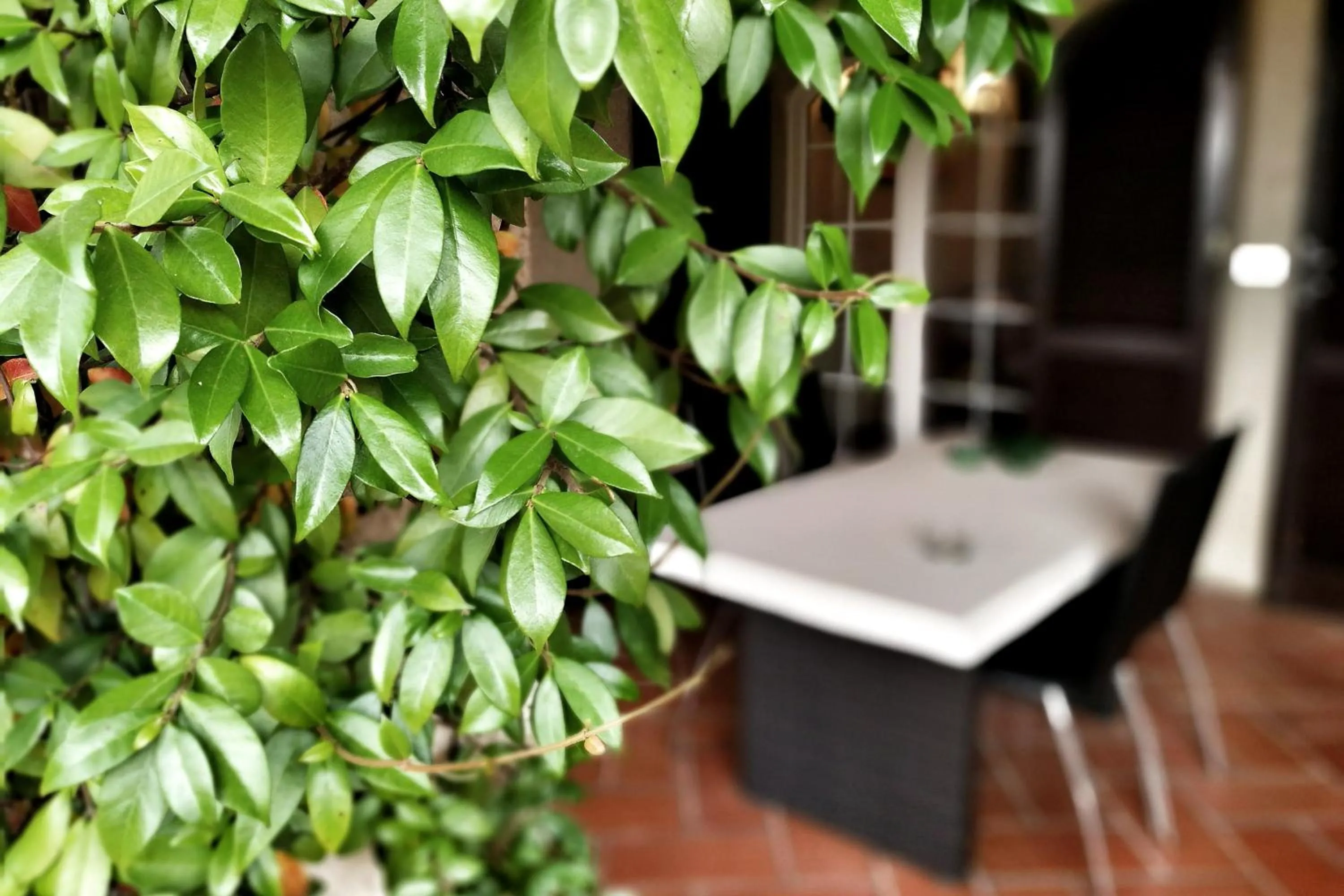 Garden in Da Piero e Paola