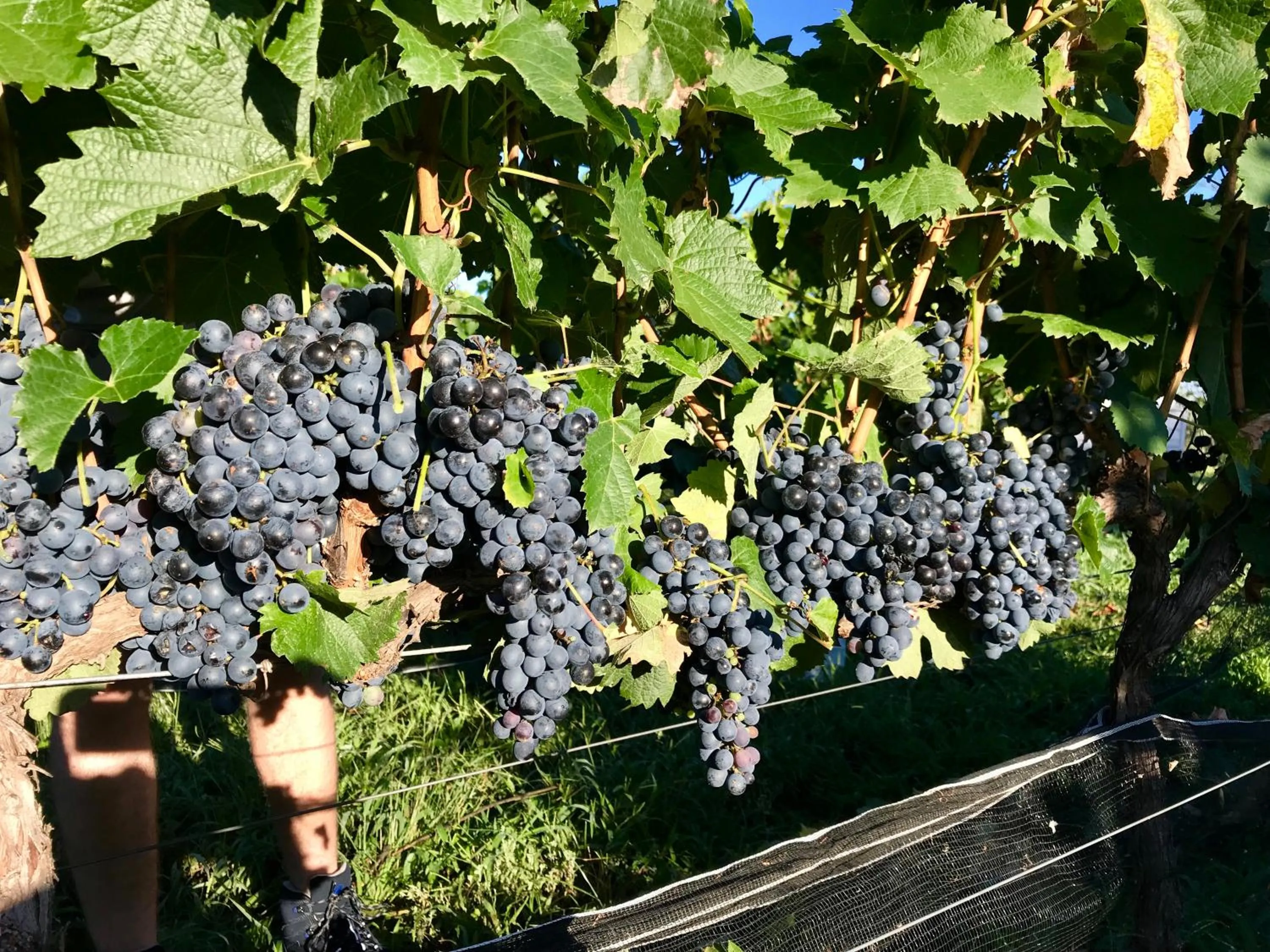 Garden in Posada Rural La Matilde