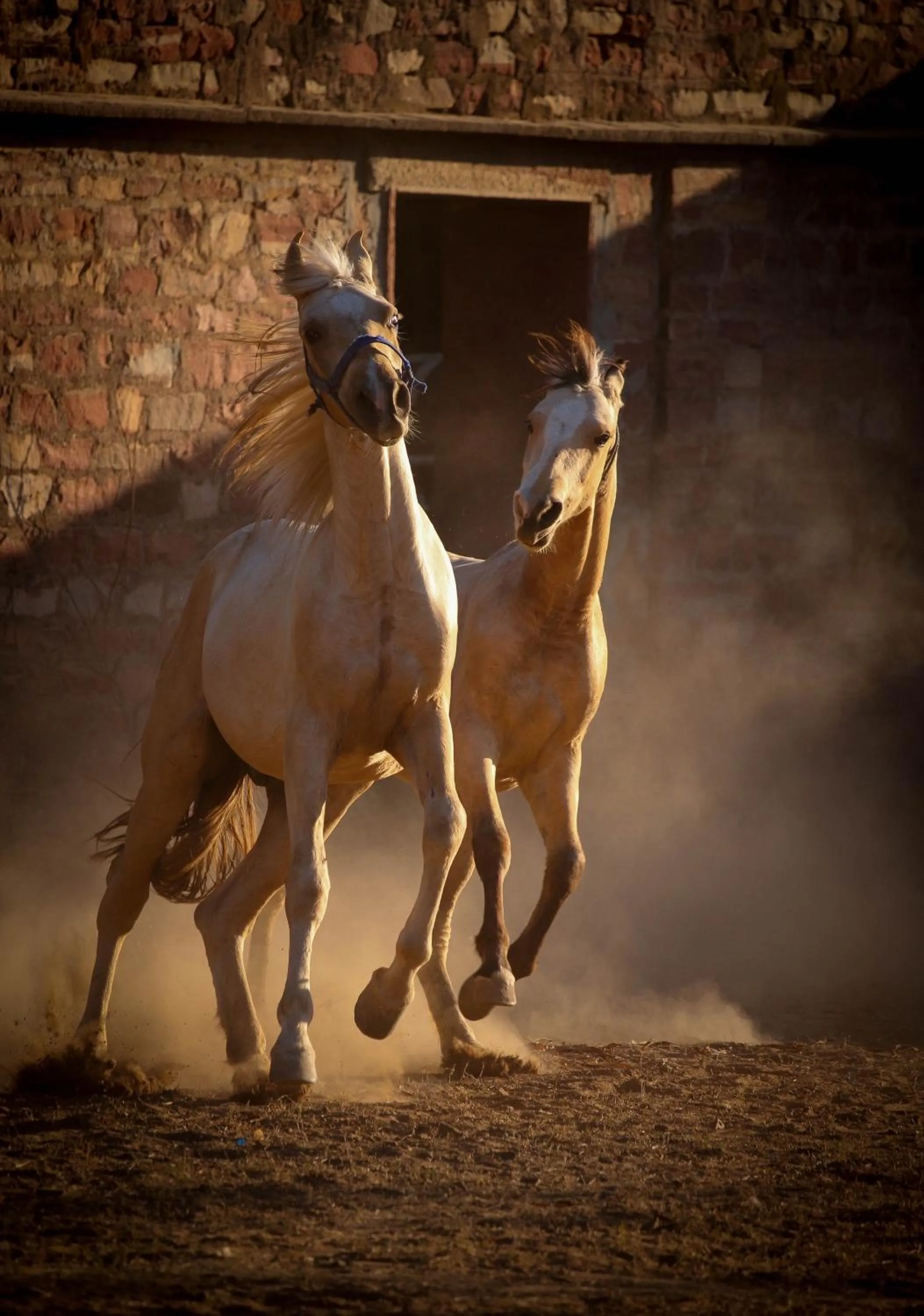 Horse-riding in Bhanwar Vilas Palace