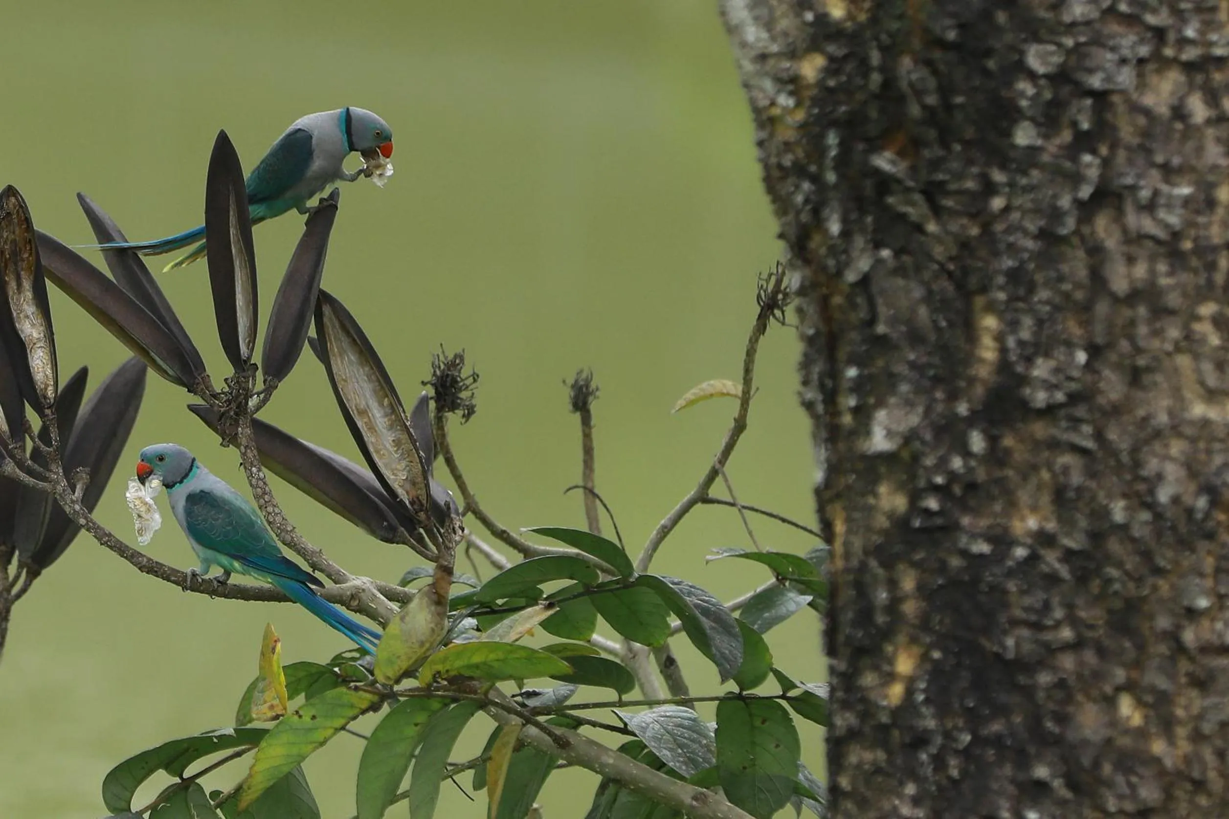Natural landscape in Broad Bean Resort & Spa