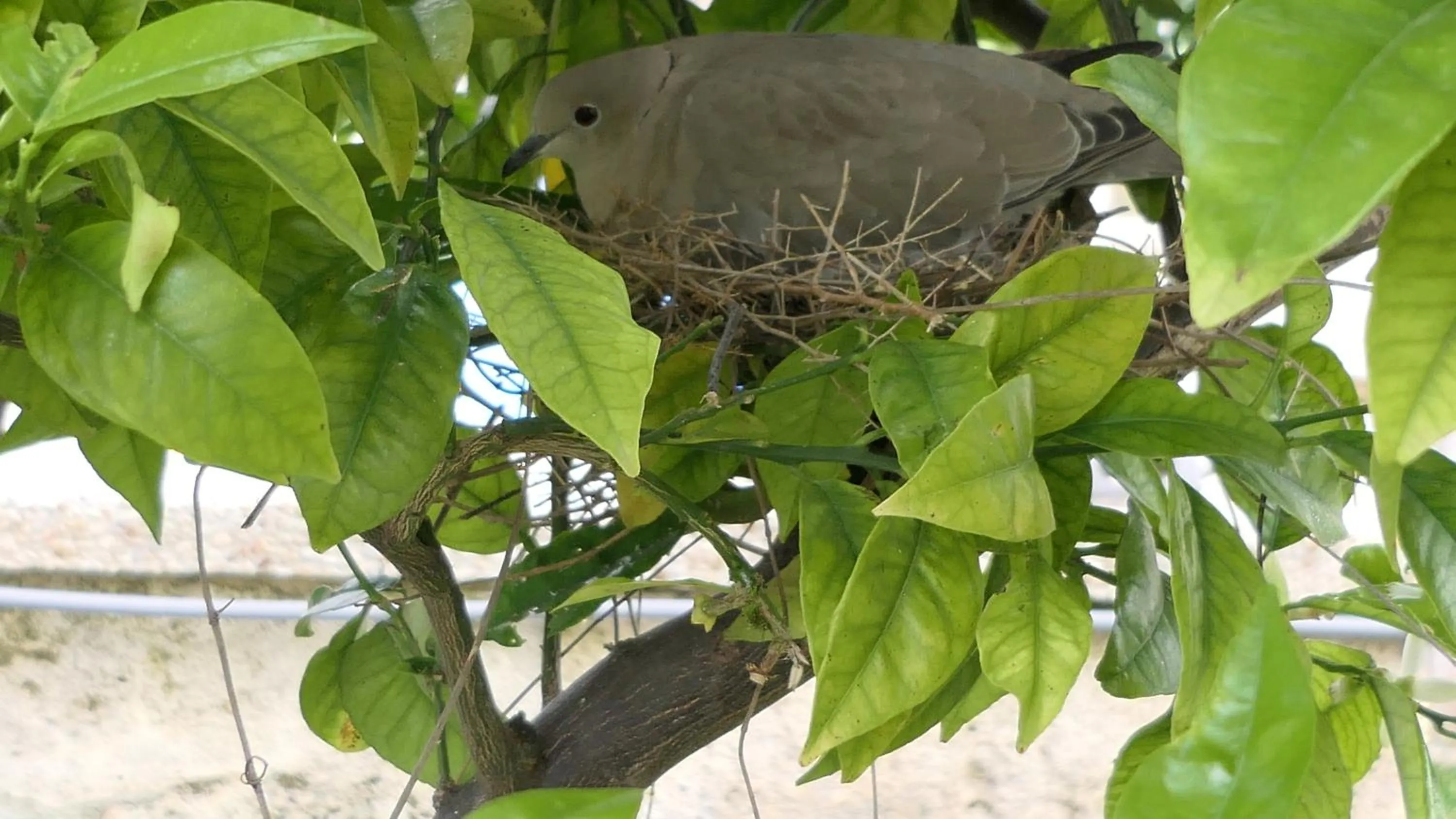 Garden in Son Colom -Turismo de interior