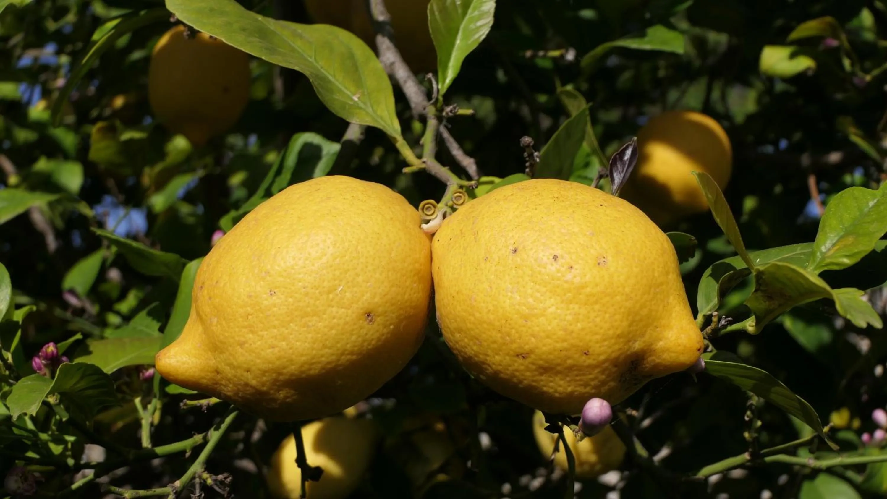 Garden in Son Colom -Turismo de interior