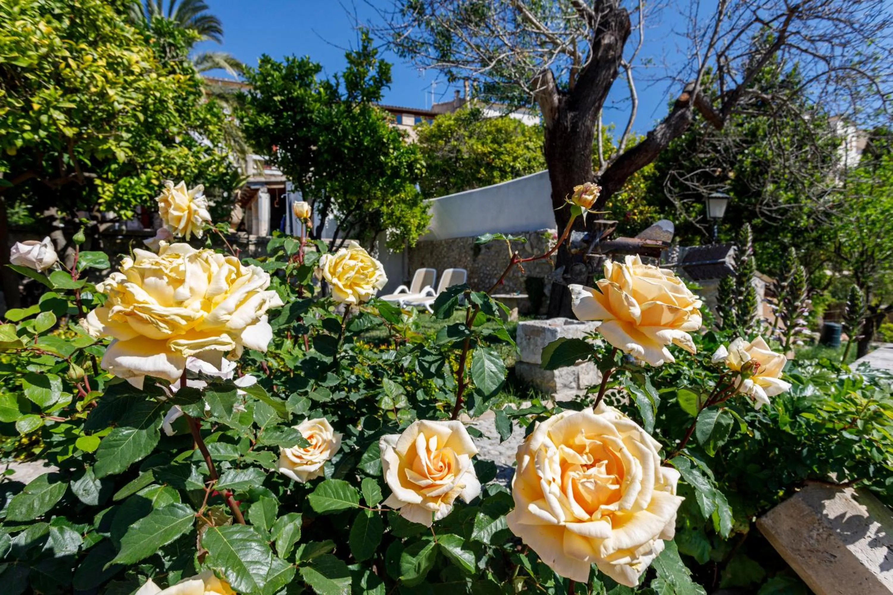 Garden view in Son Colom -Turismo de interior
