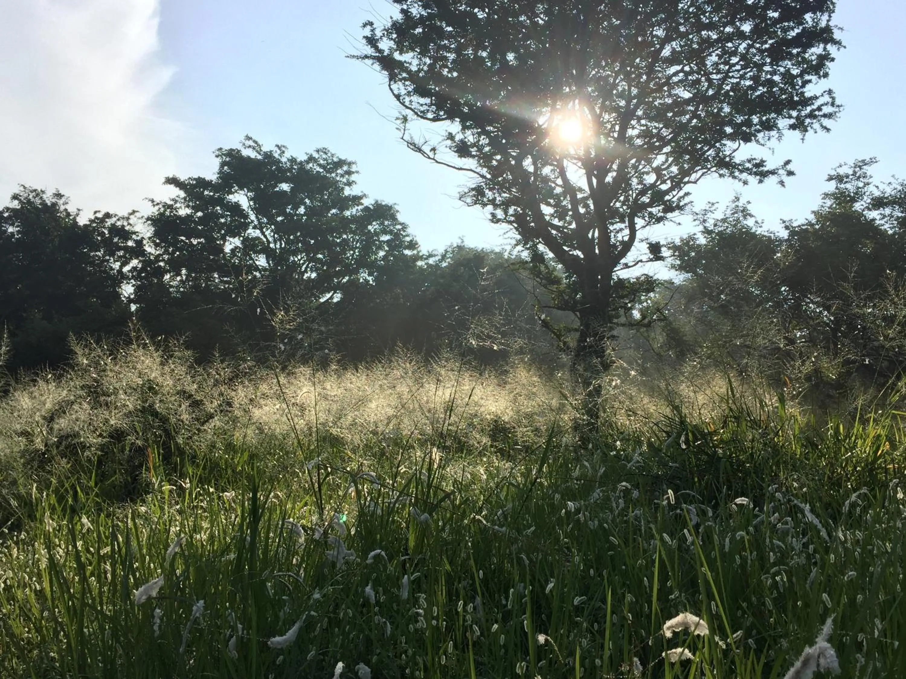 Garden in Kumbukgaha Villa