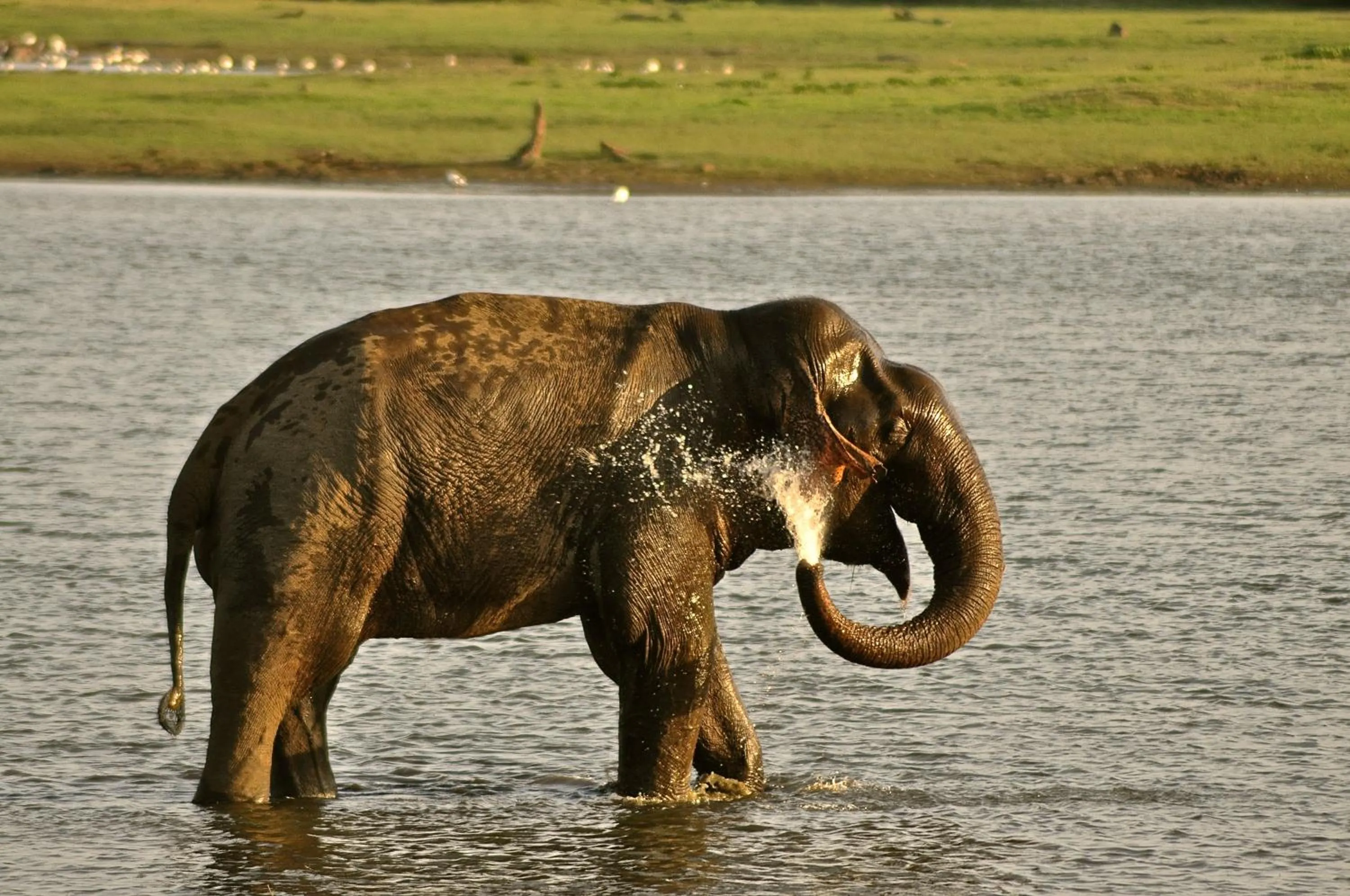Animals in Kumbukgaha Villa