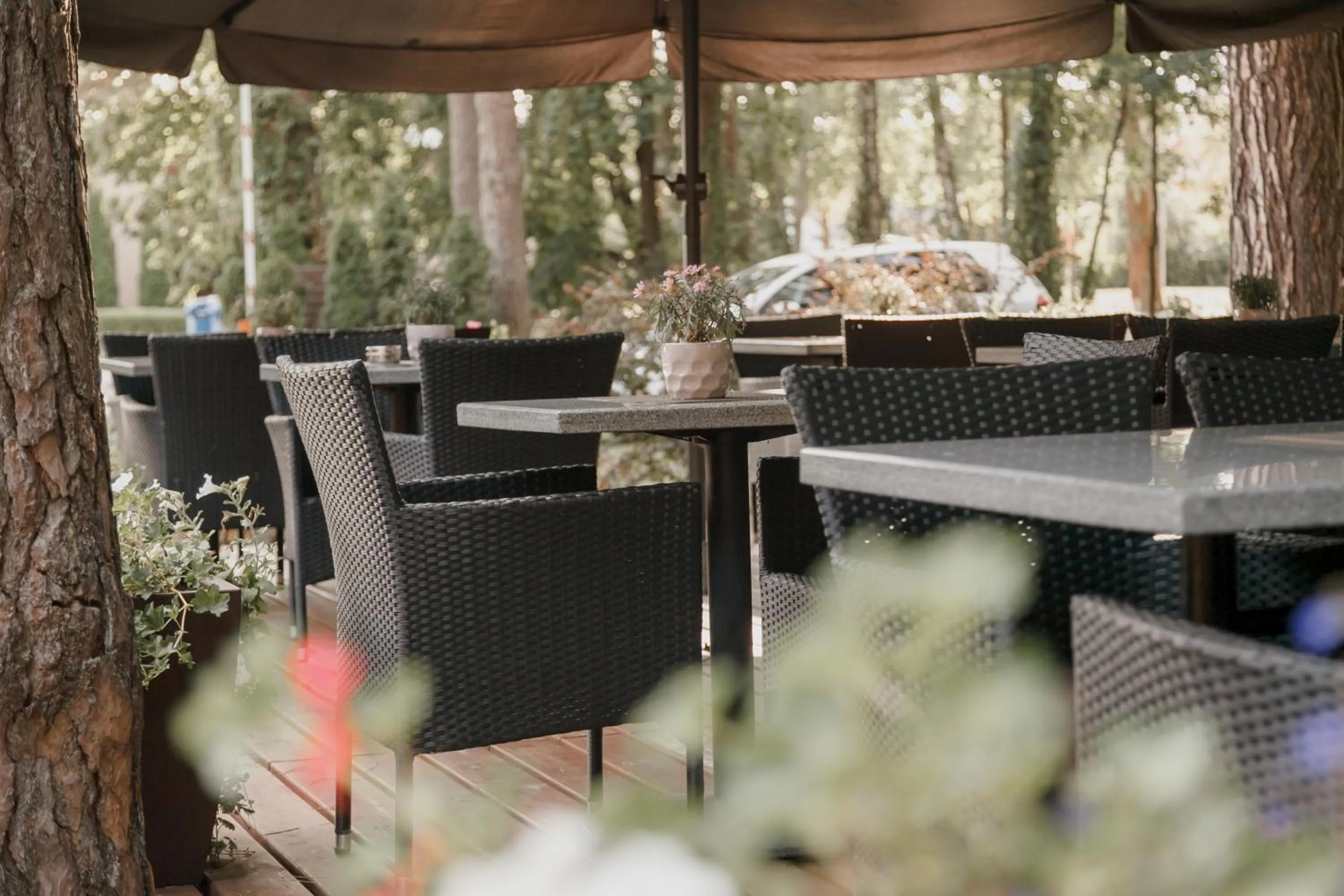 Restaurant/places to eat in Pušynė