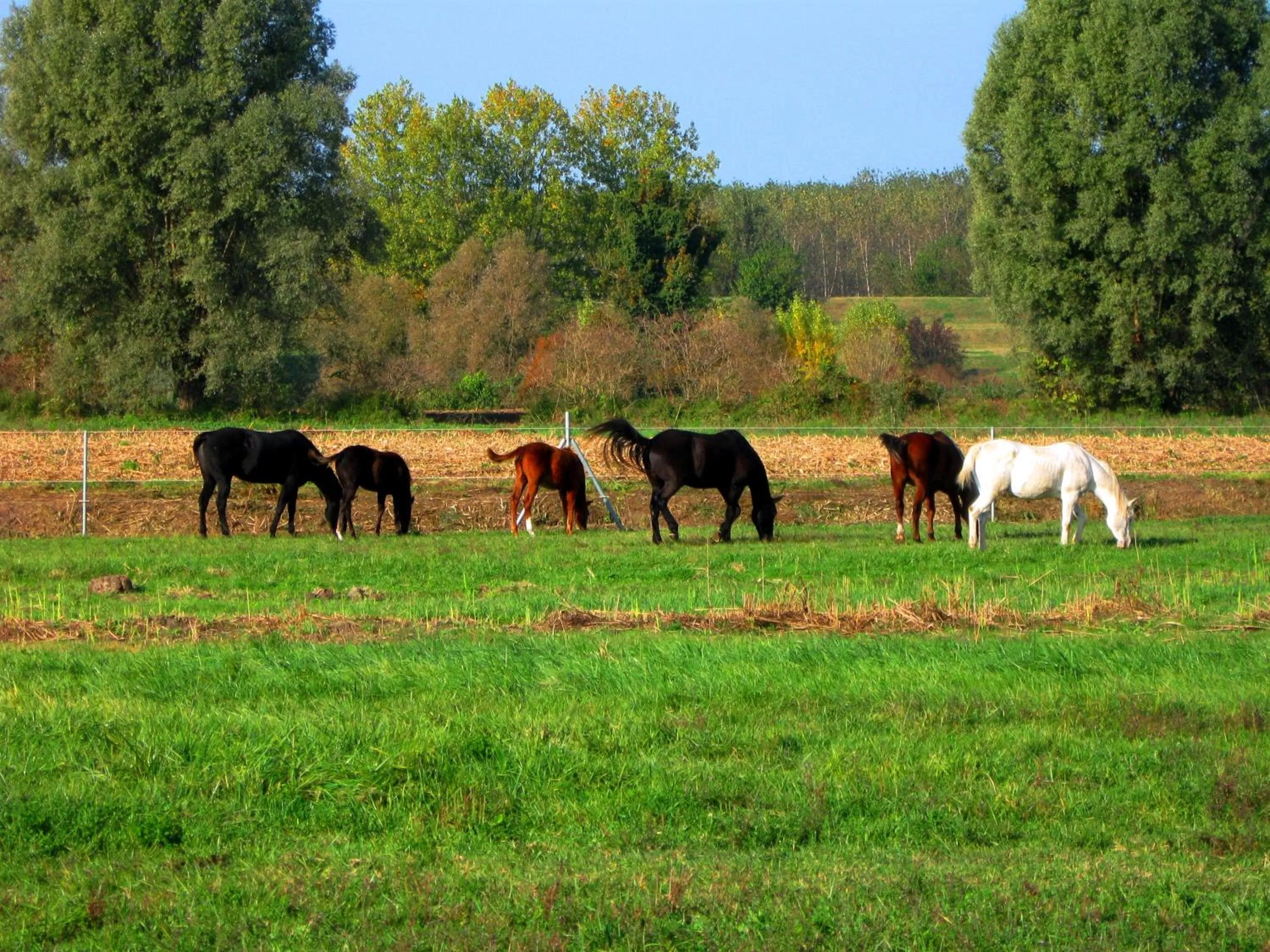 Pets in Agriturismo Adriano Pedretti