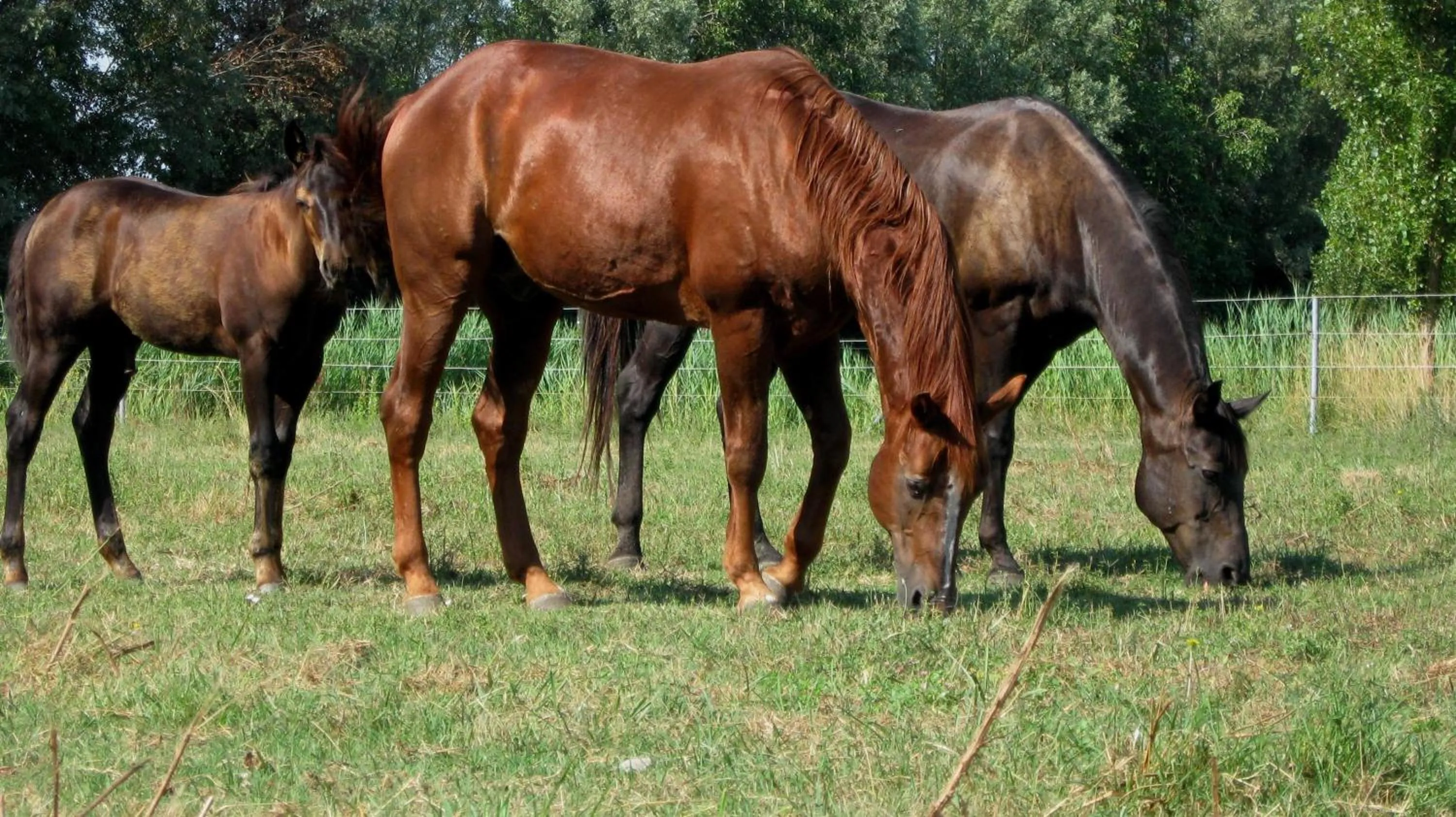 Animals in Agriturismo Adriano Pedretti