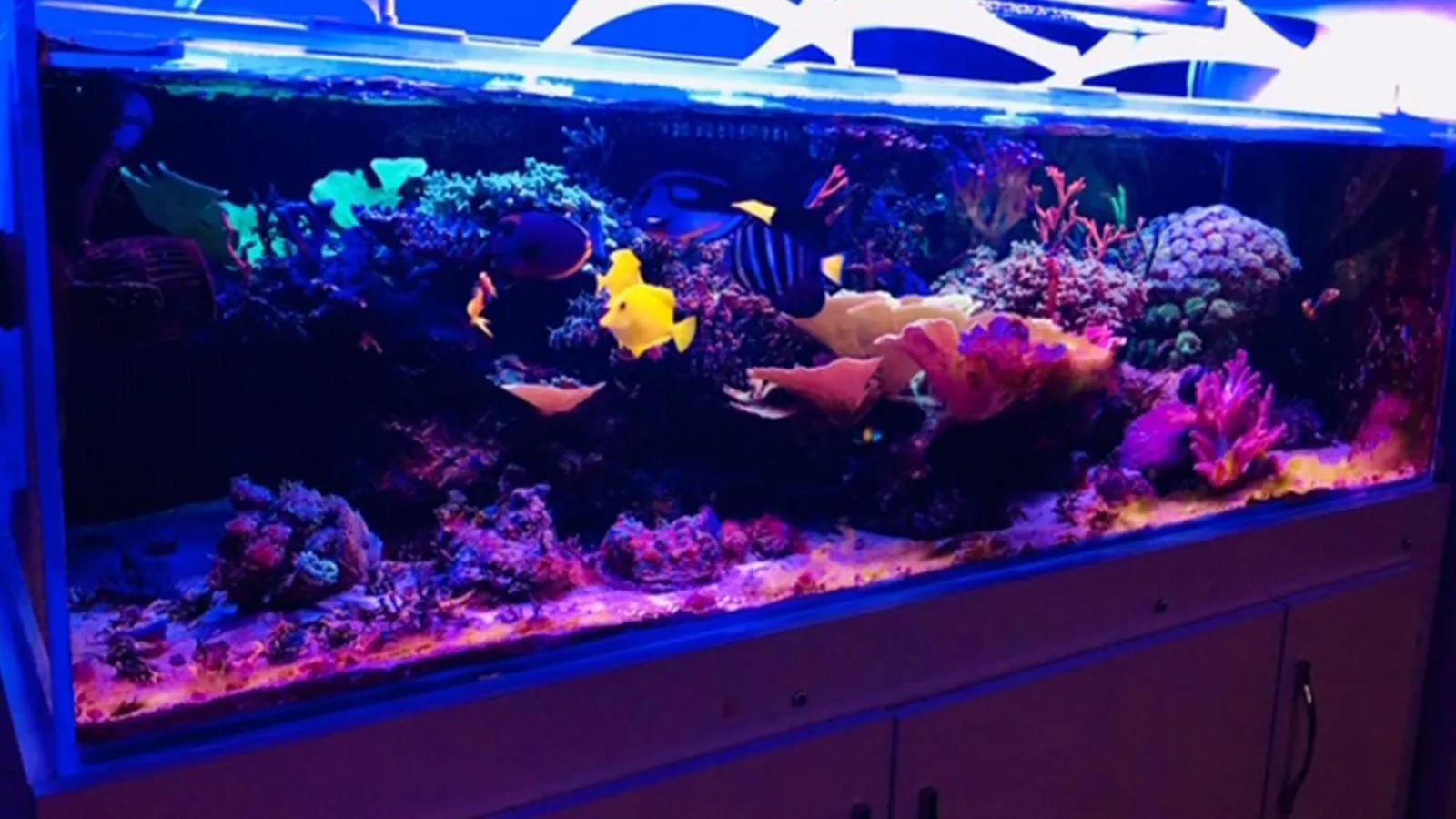 Animals in Berrak Otel