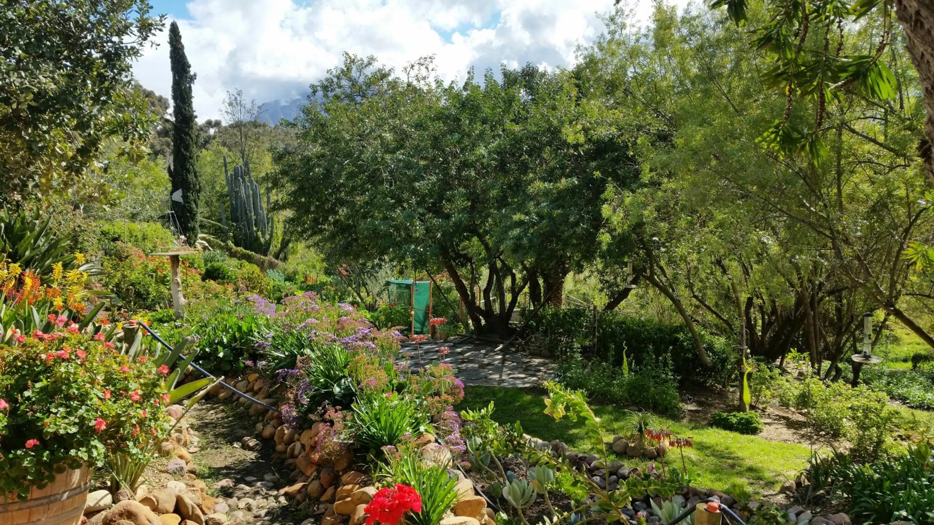 Garden in African Tulip Guesthouse