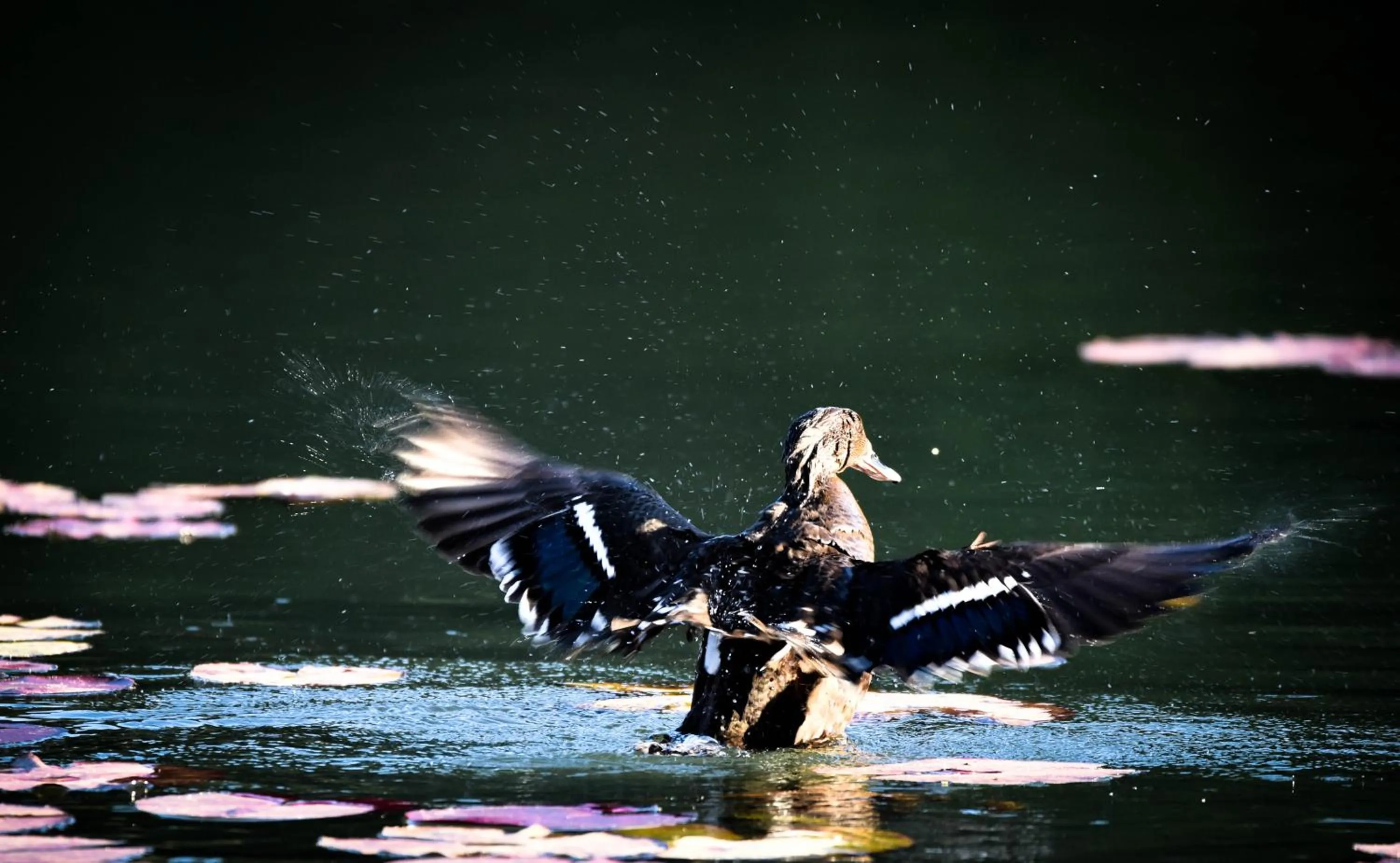 Animals in Bambuu Lakeside Lodge