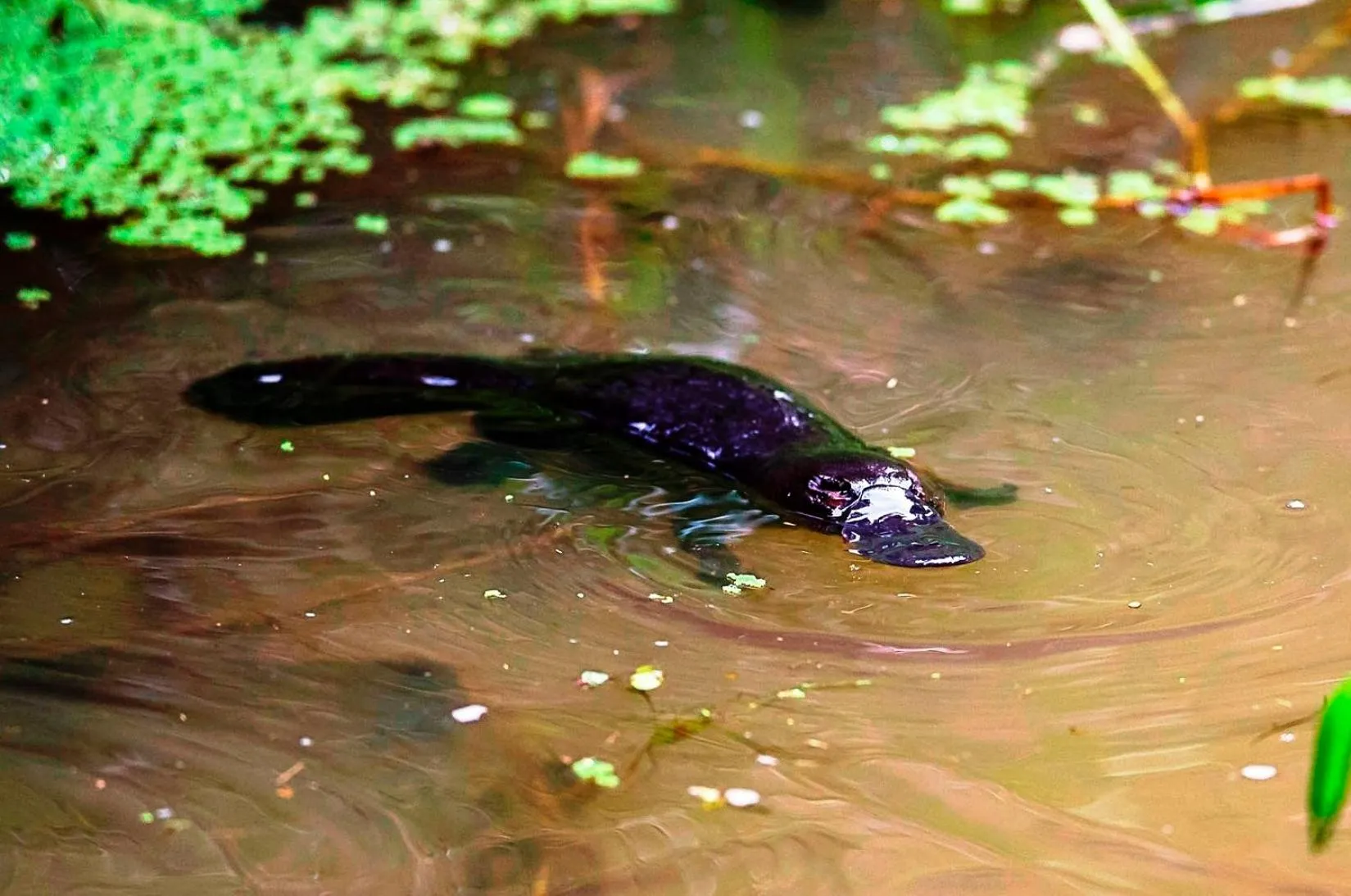 Nearby landmark in On The Wallaby Eco Lodge