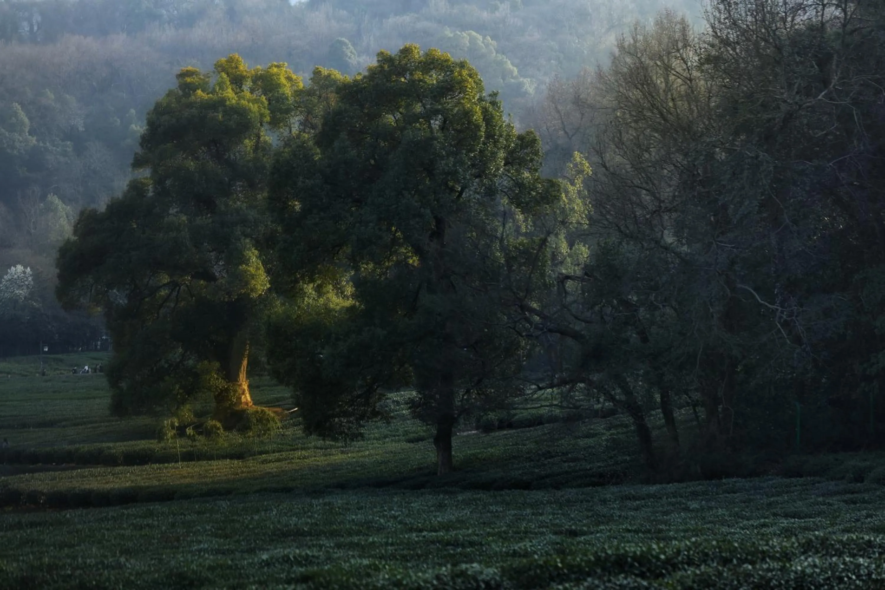 Hiking in The Nook Hotel Hangzhou - A design hotel, 20 mins to West Lake and Lingyin Temple