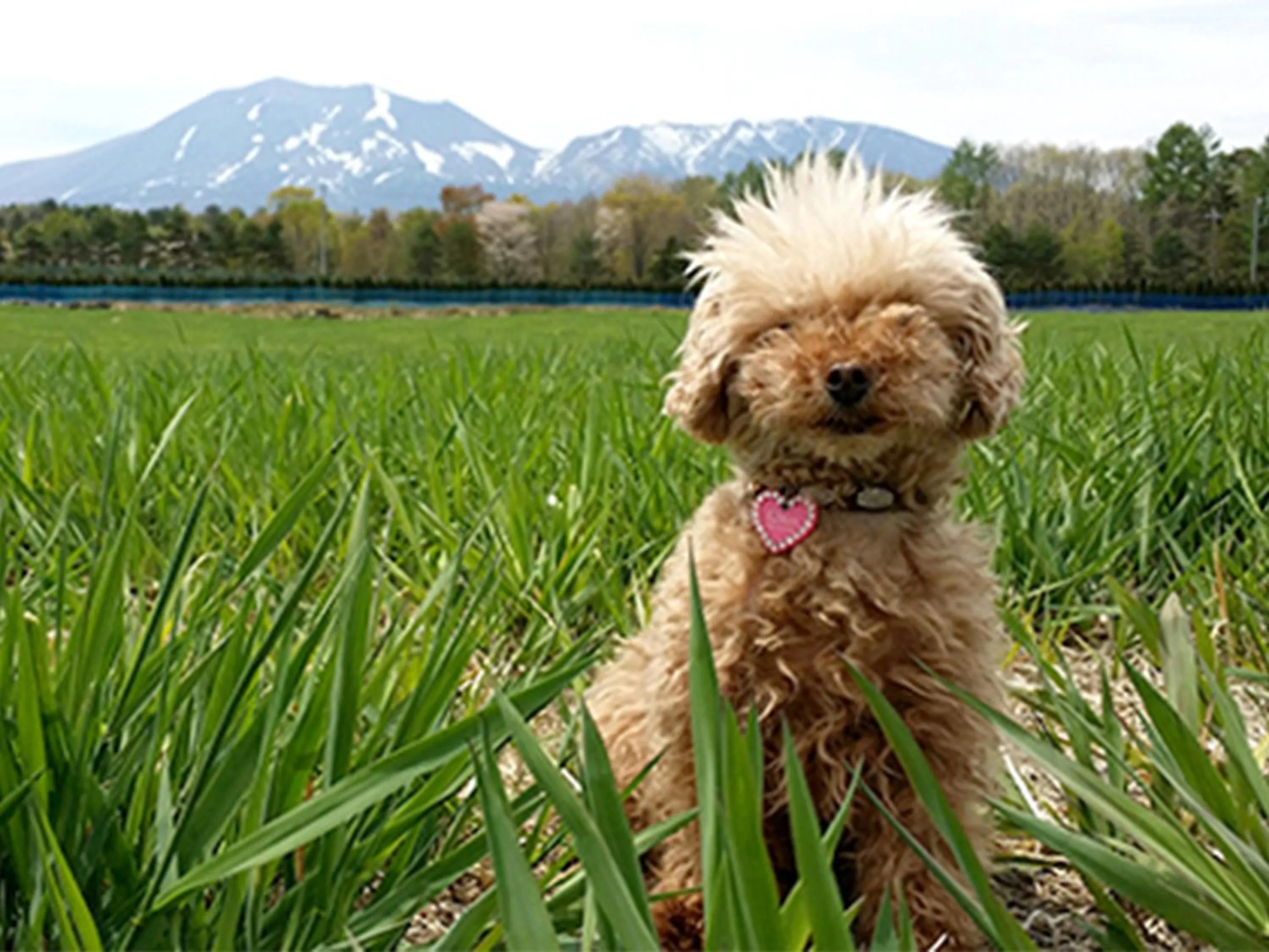 Pets in Asama Kogen Hotel