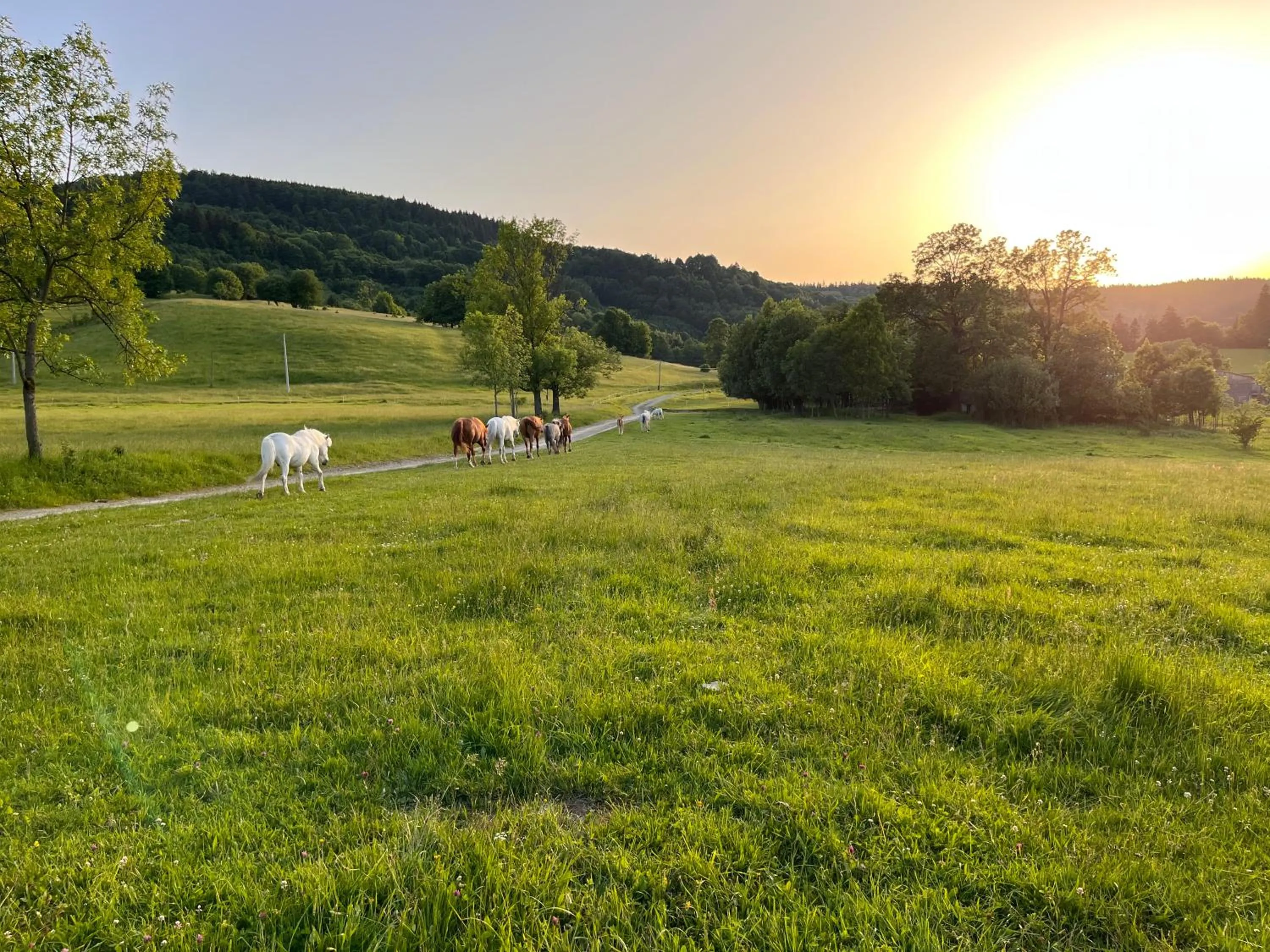 Horse-riding in Rancho Panderoza
