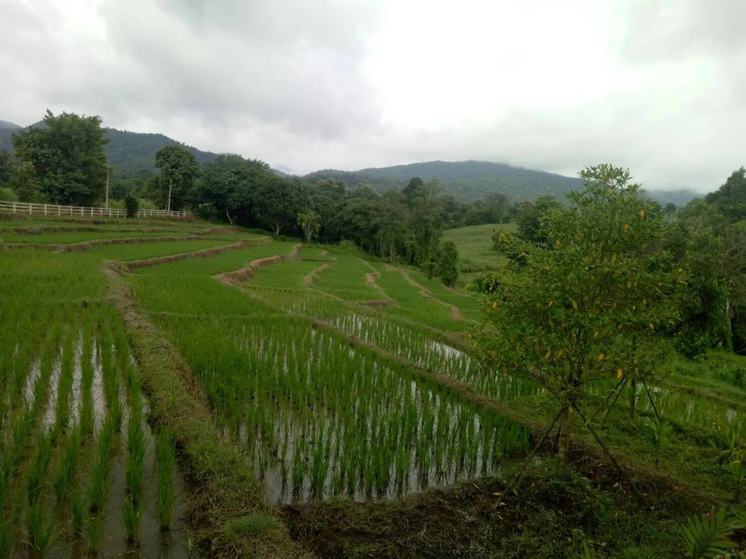 Natural landscape in Buraphat Resort