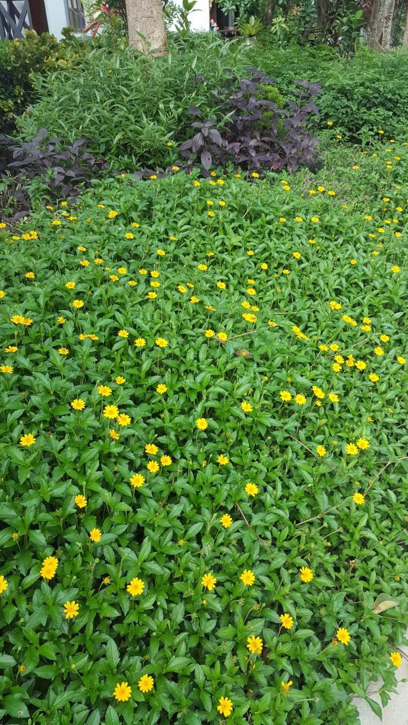 Garden in Buraphat Resort
