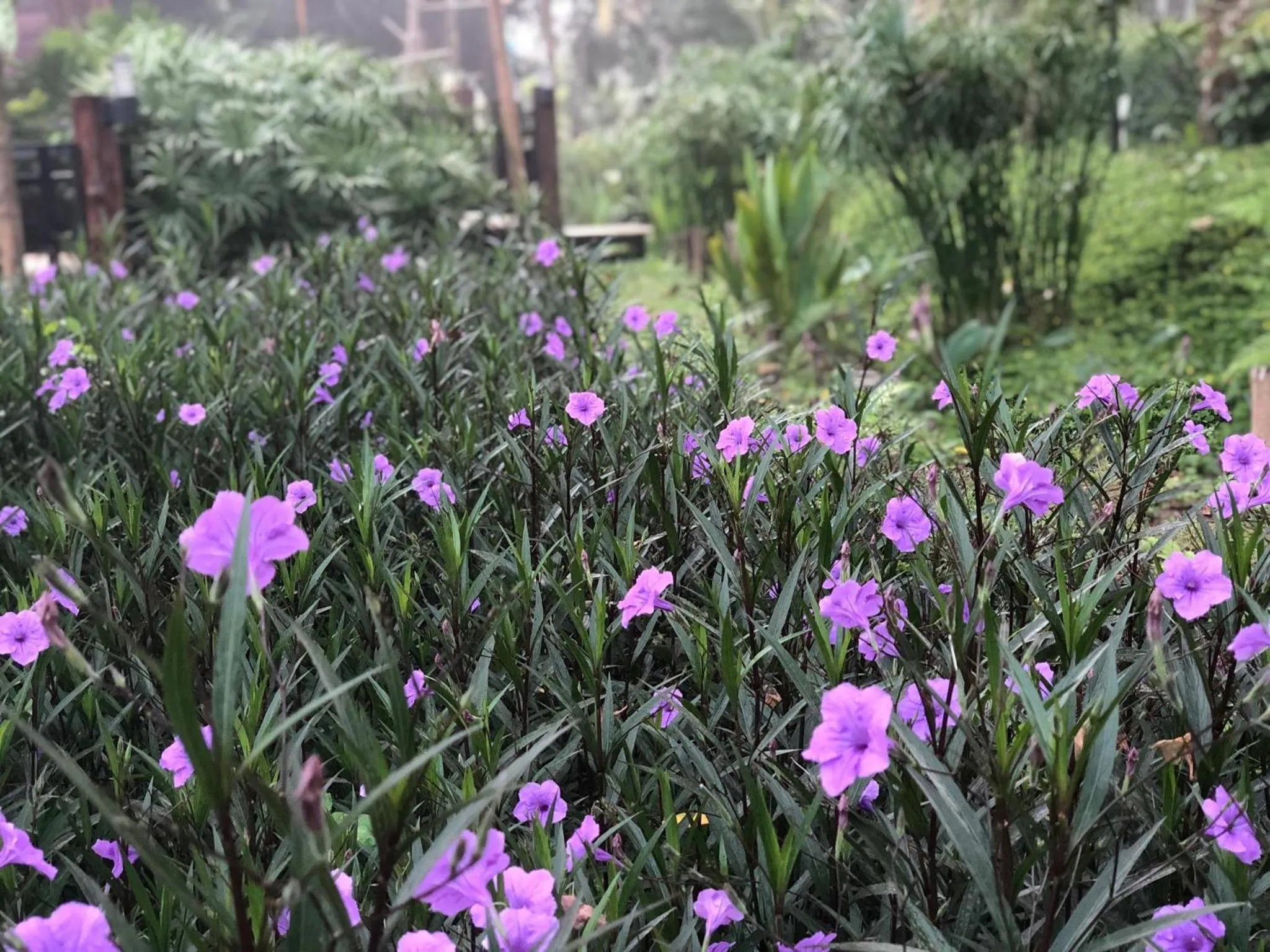 Garden view in Buraphat Resort