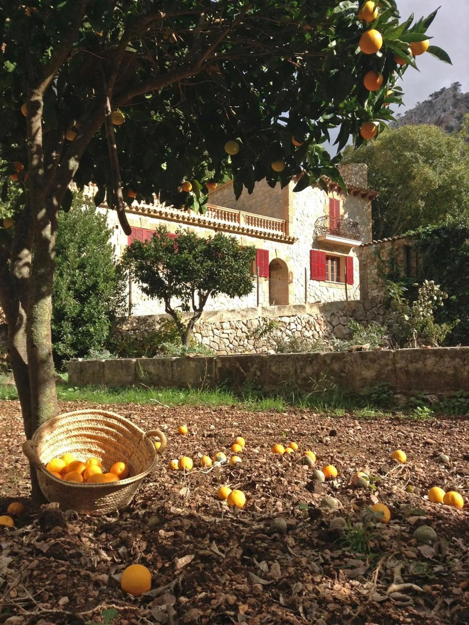 Garden in Finca Ses Fontanelles