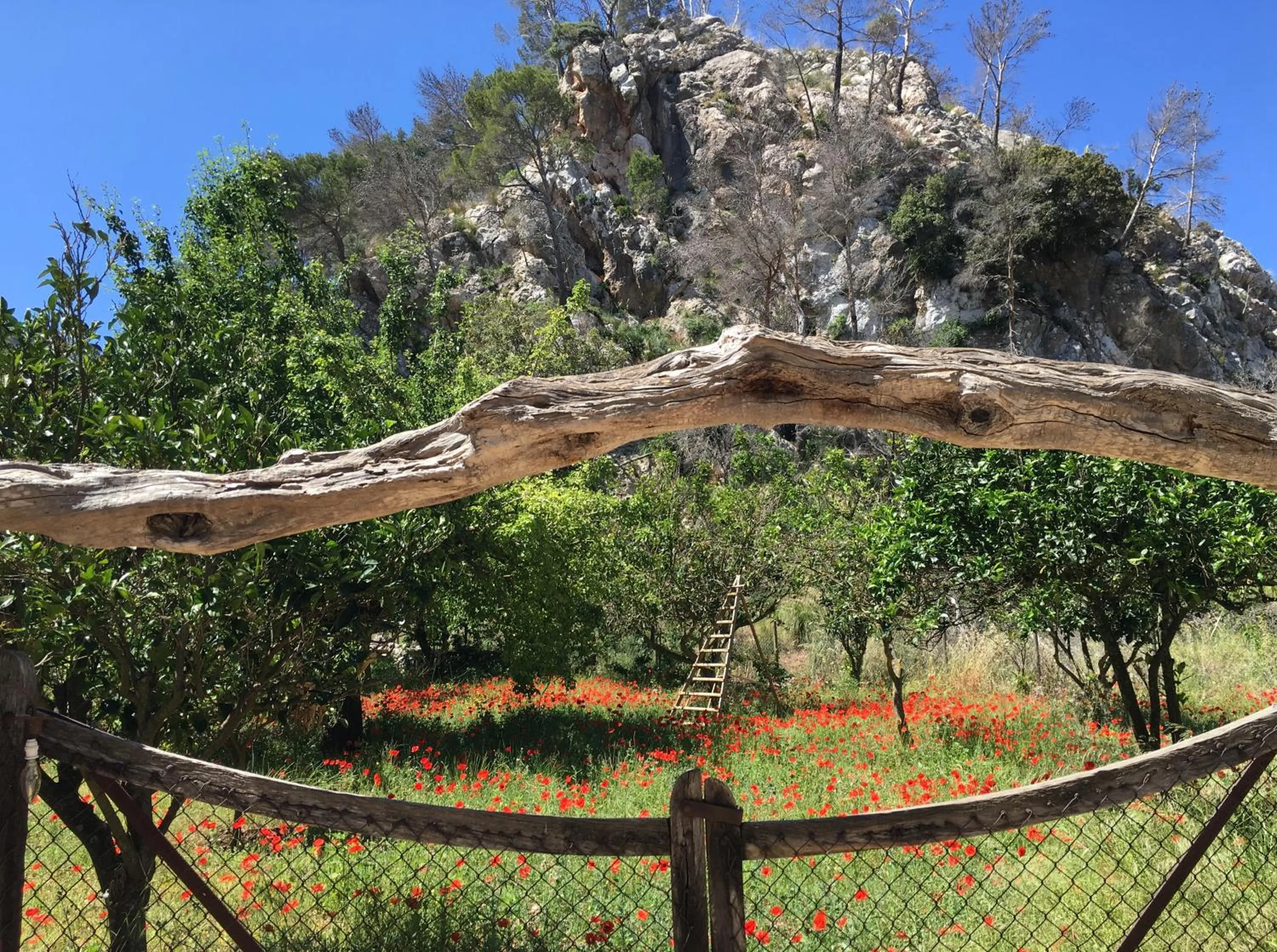 Garden in Finca Ses Fontanelles