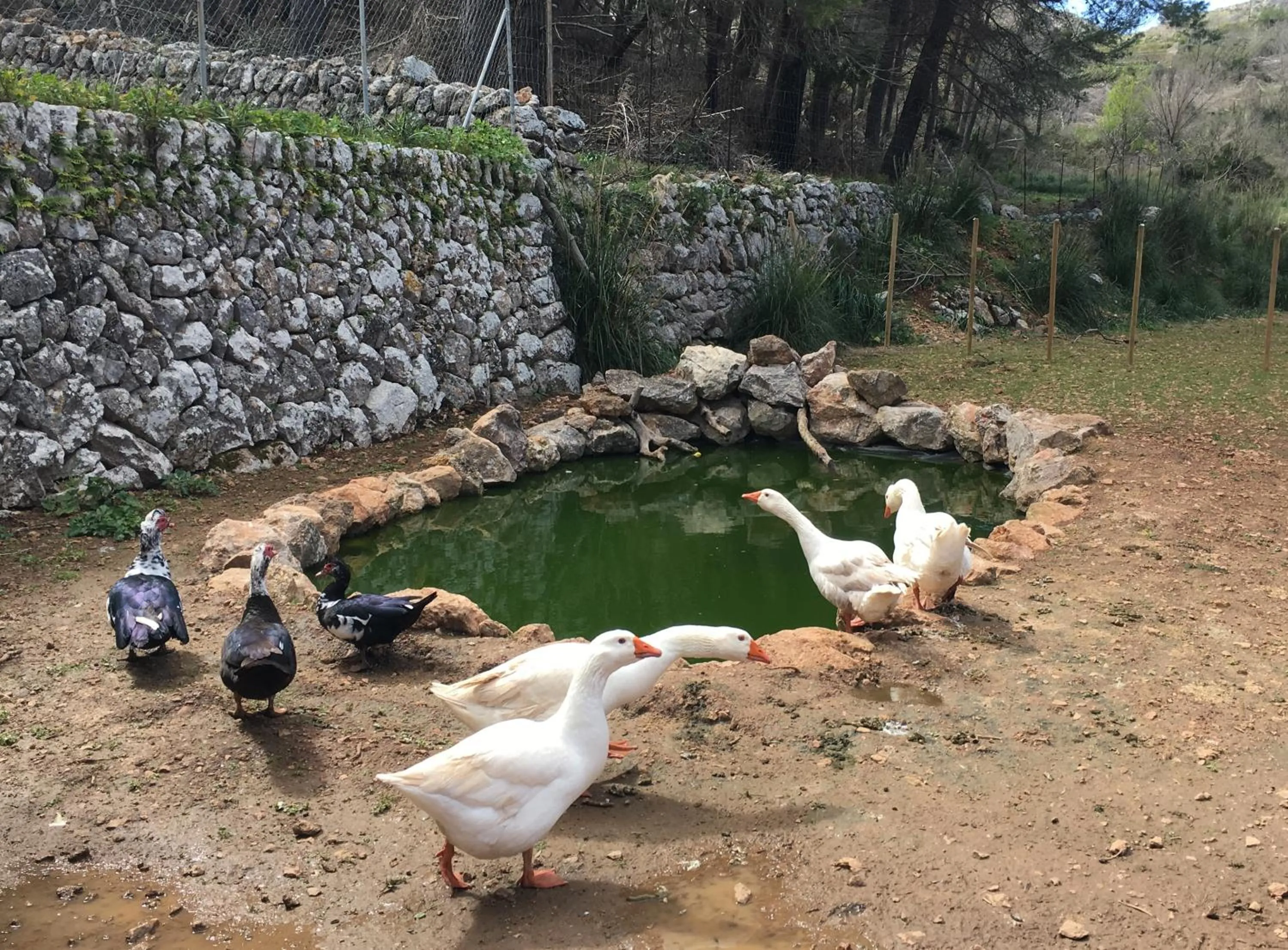 Animals in Finca Ses Fontanelles