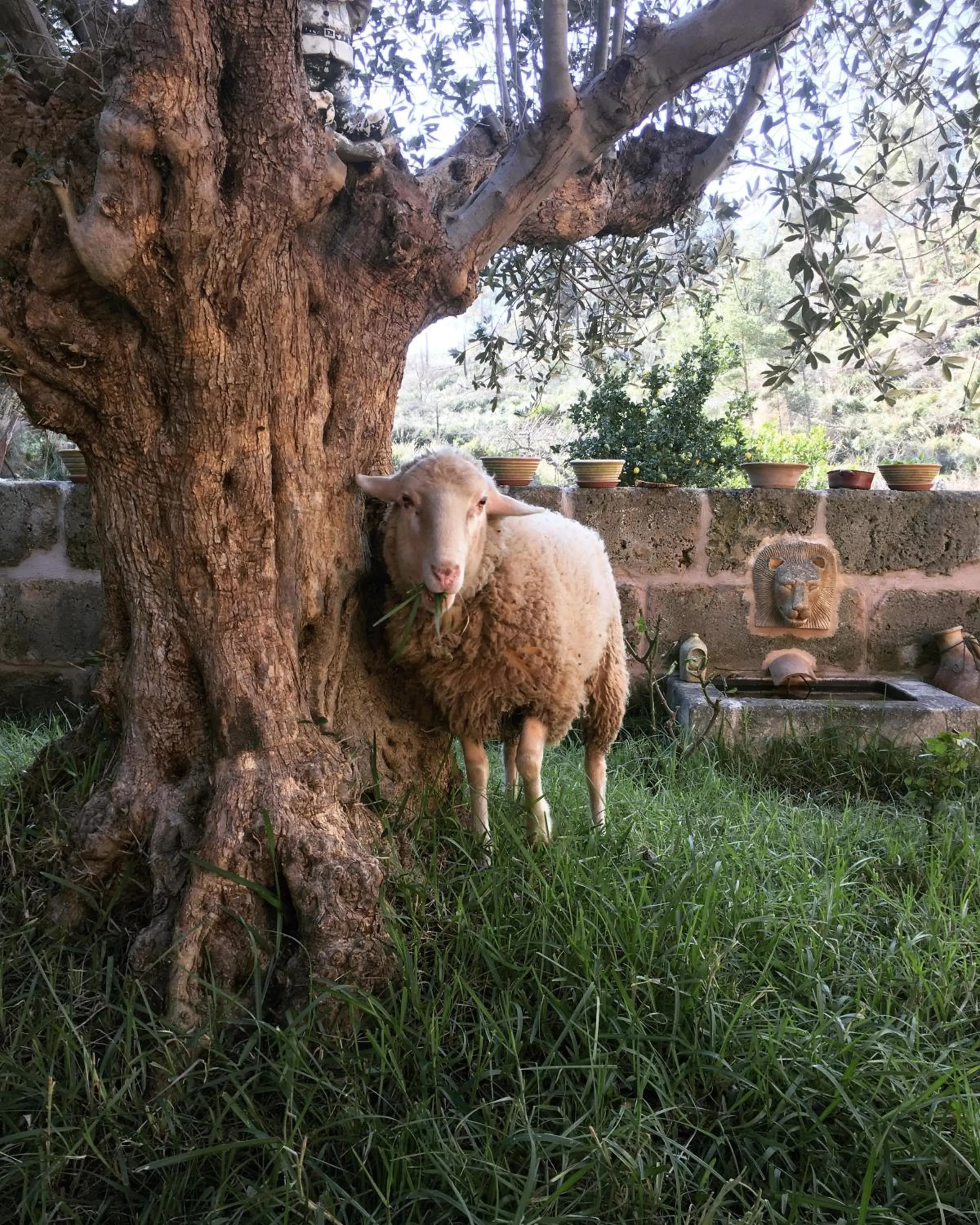 Animals in Finca Ses Fontanelles