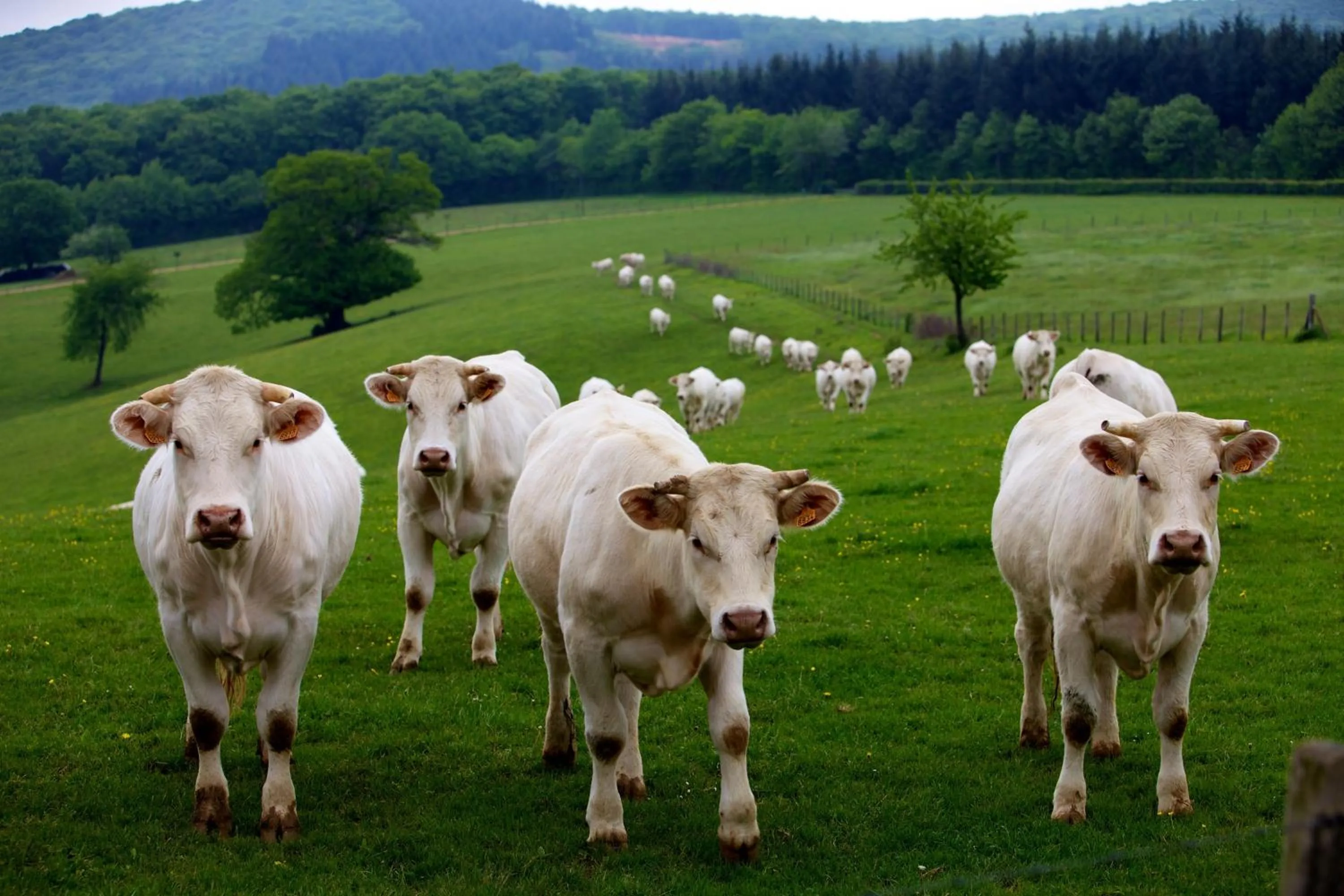 Day in Domaine Joseph LAFARGE Wine Resort B&B