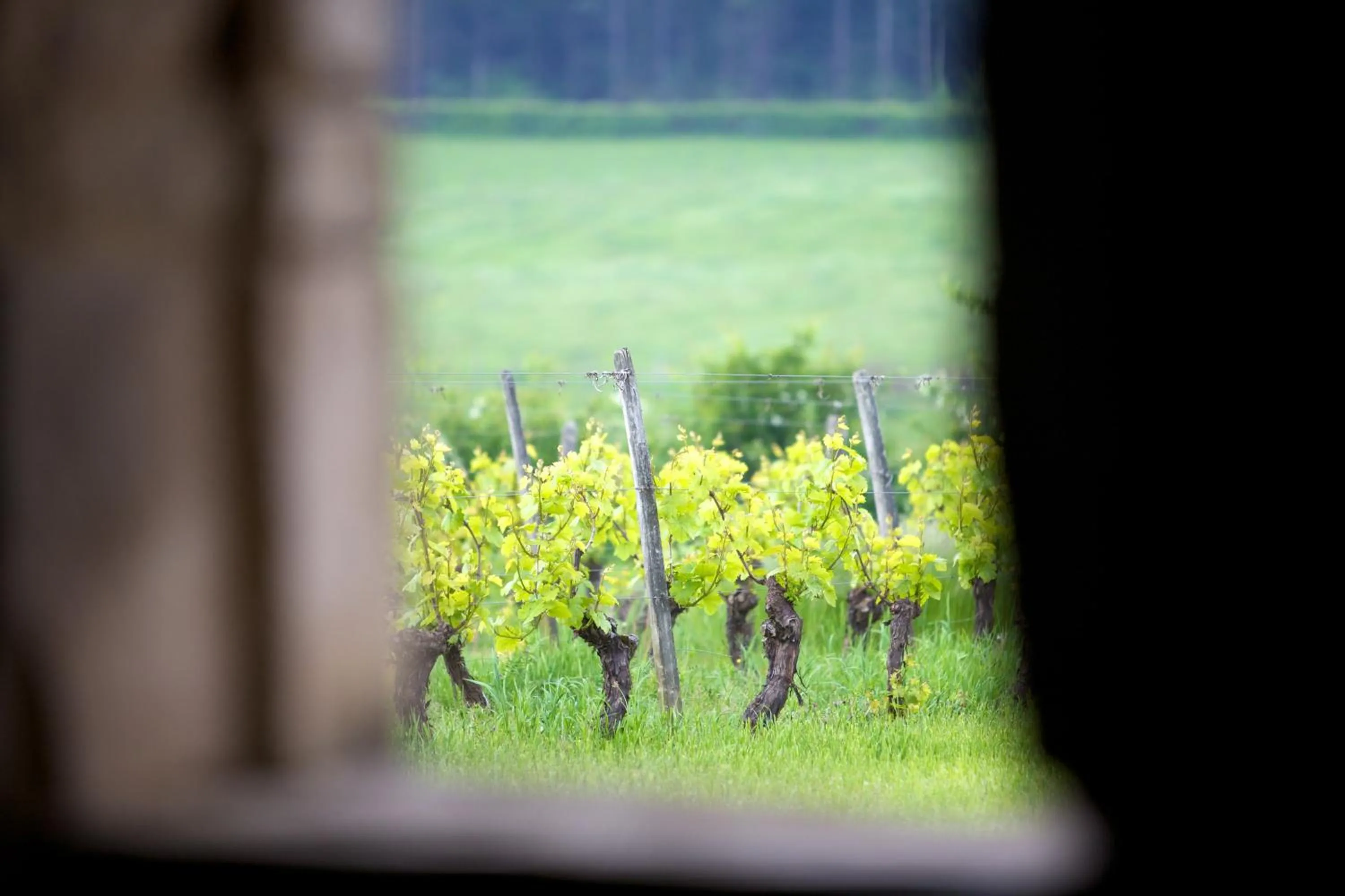 Day in Domaine Joseph LAFARGE Wine Resort B&B