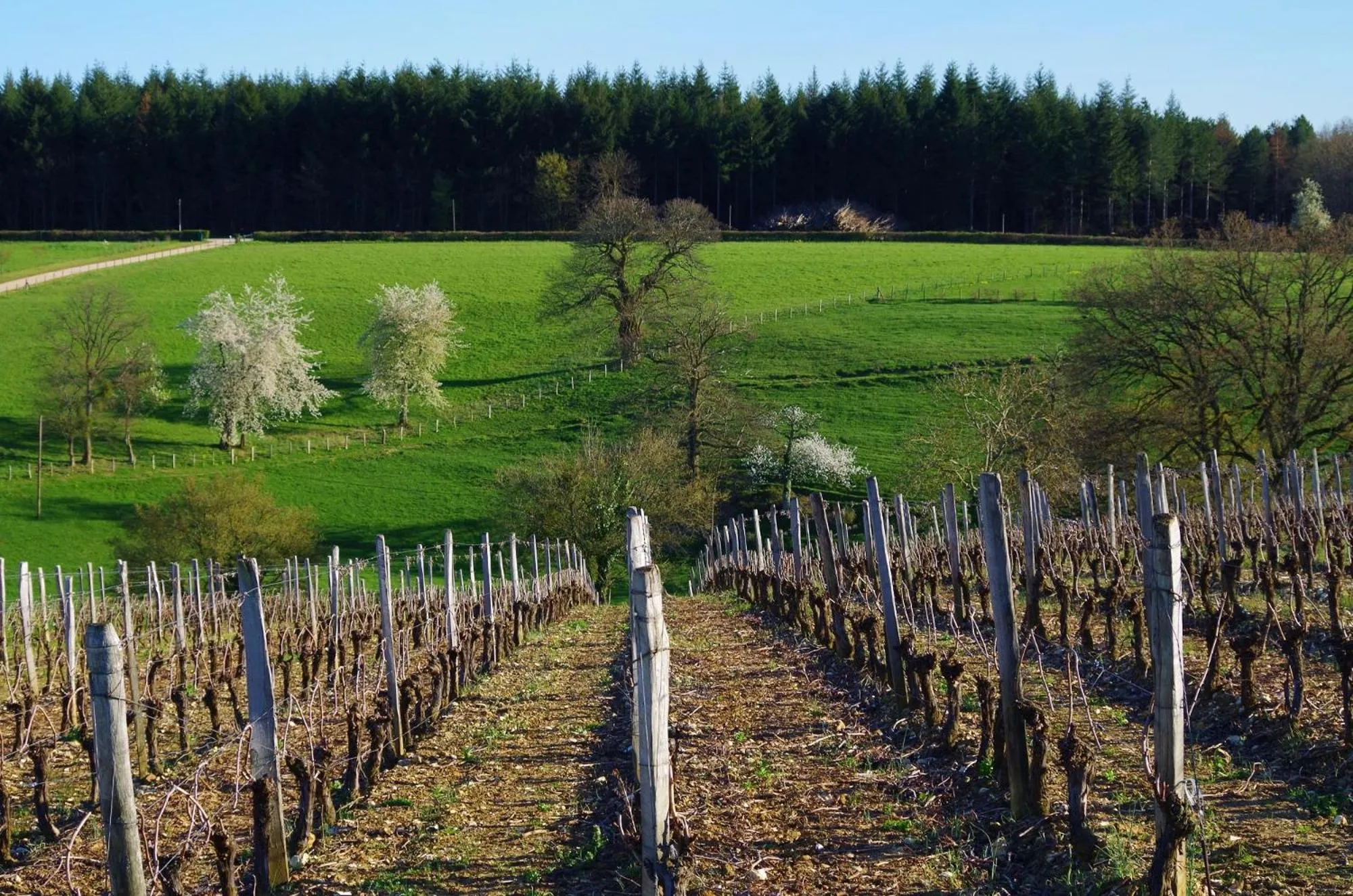 Garden view in Domaine Joseph LAFARGE Wine Resort B&B