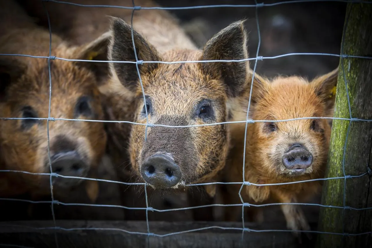 Pets in De Blauwe Hoeve