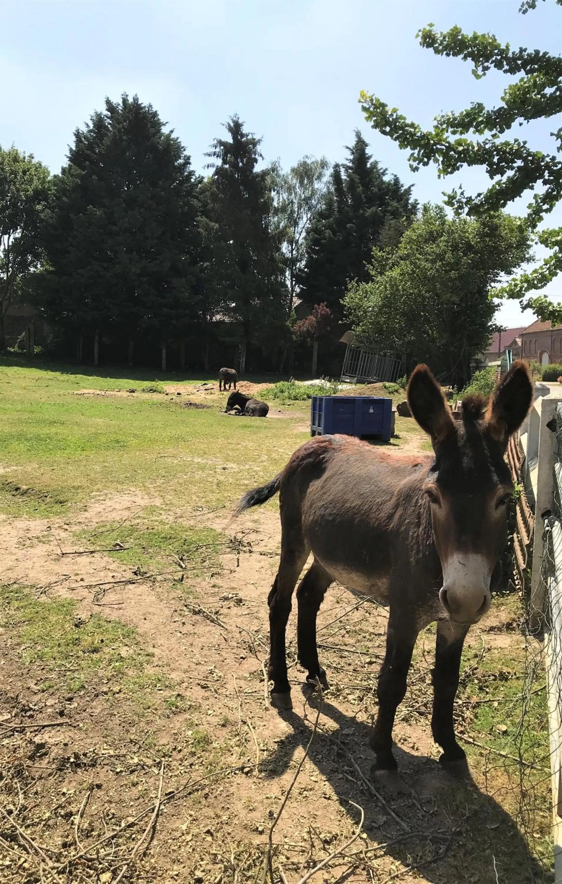 Entertainment in Les 3 Tilleuls