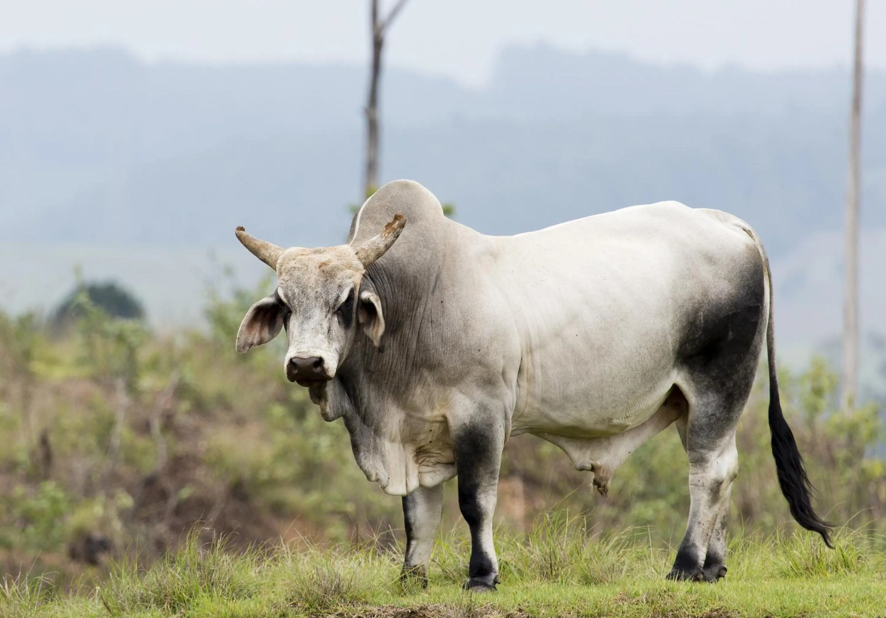 Animals in Brahman Hills - Gardens, Spa, Hotel & Villas - 5star