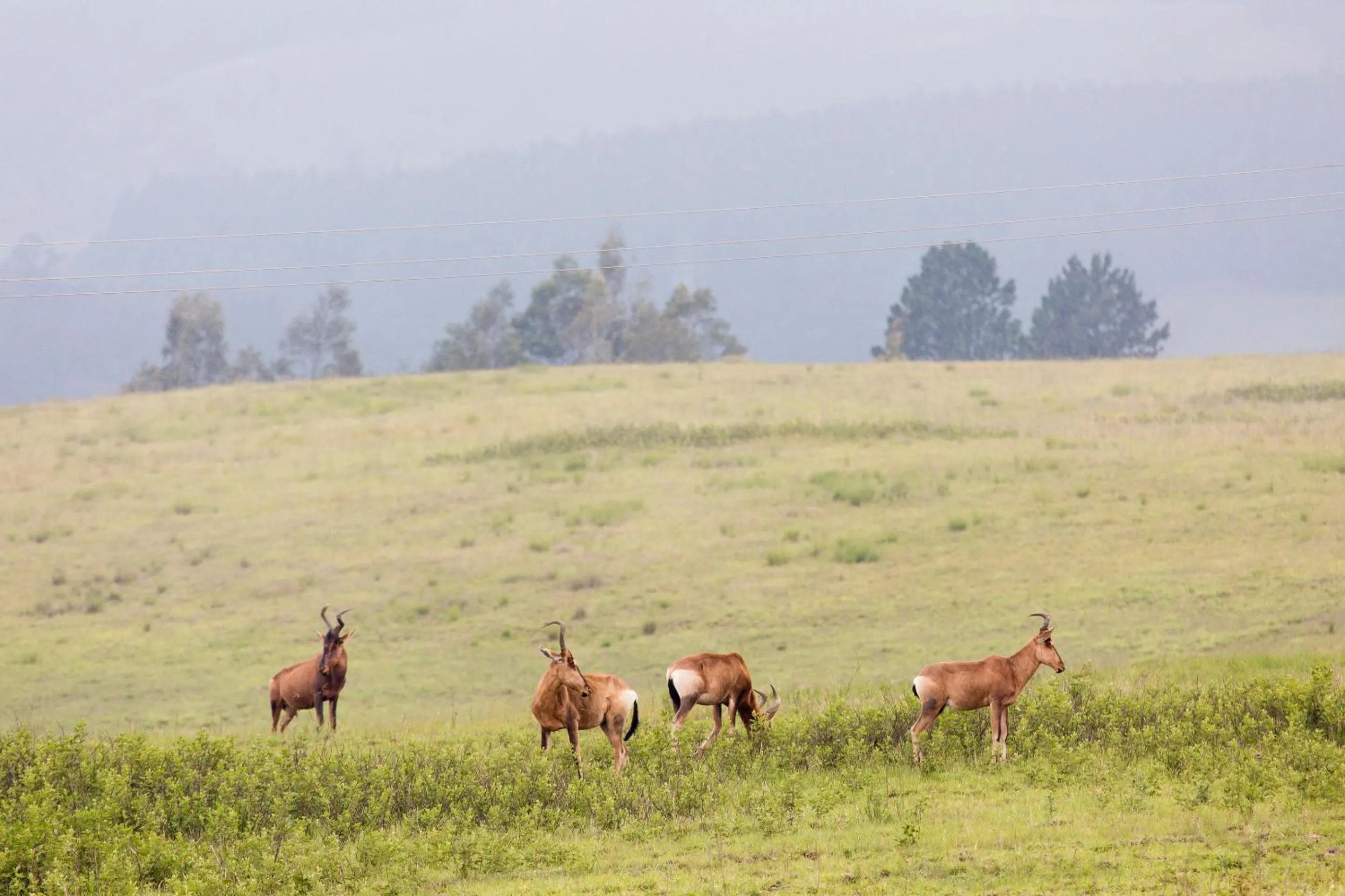 Animals in Brahman Hills - Gardens, Spa, Hotel & Villas - 5star