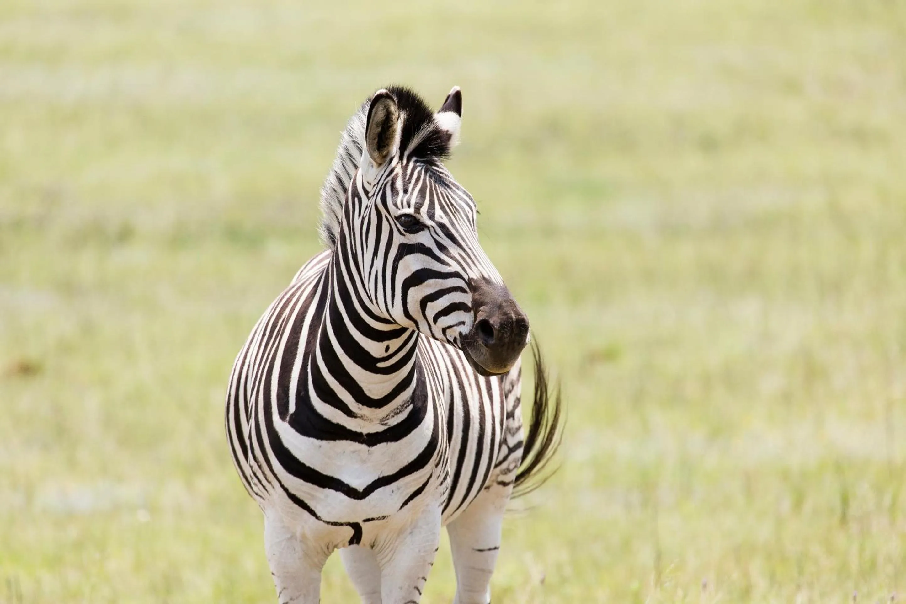 Animals in Brahman Hills - Gardens, Spa, Hotel & Villas - 5star