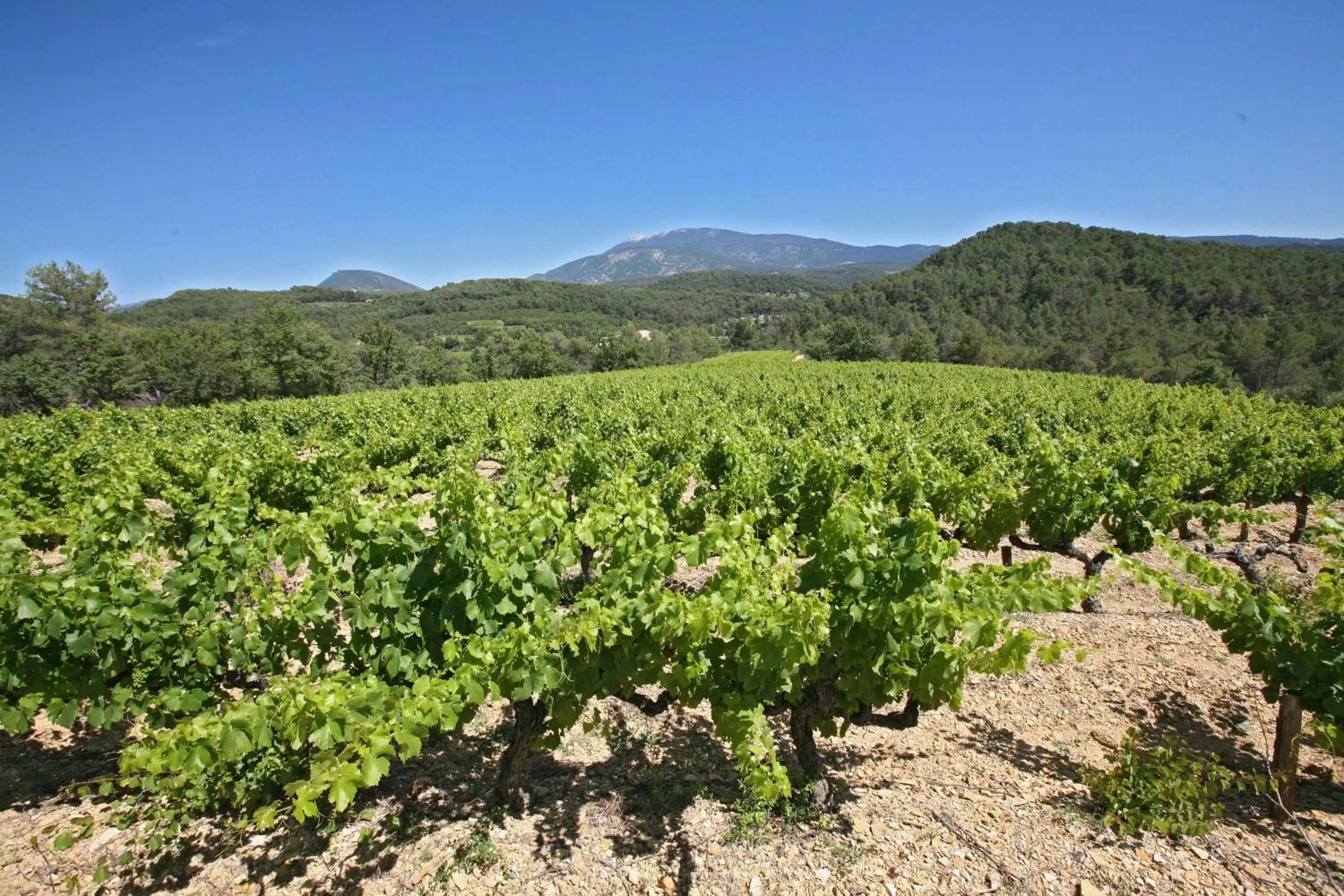 Natural landscape in Auberge Les Olivades