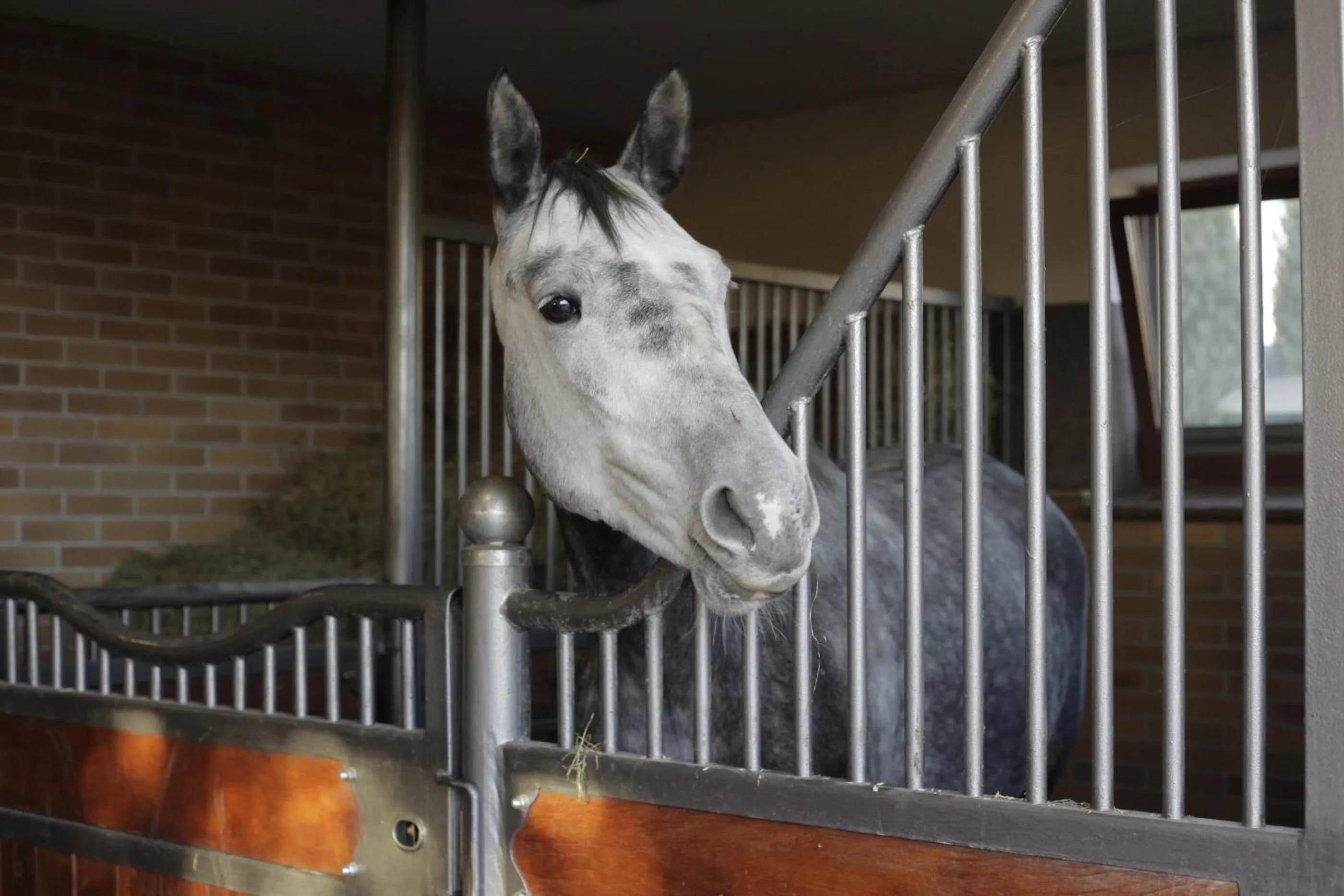 Horse-riding in Estancja Mezowo