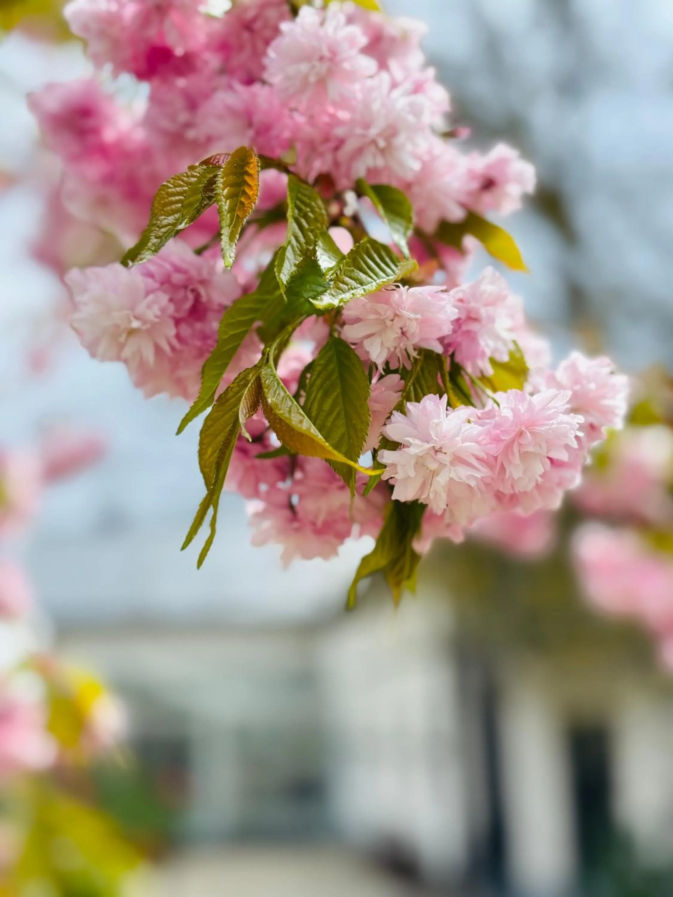 Garden in Estancja Mezowo