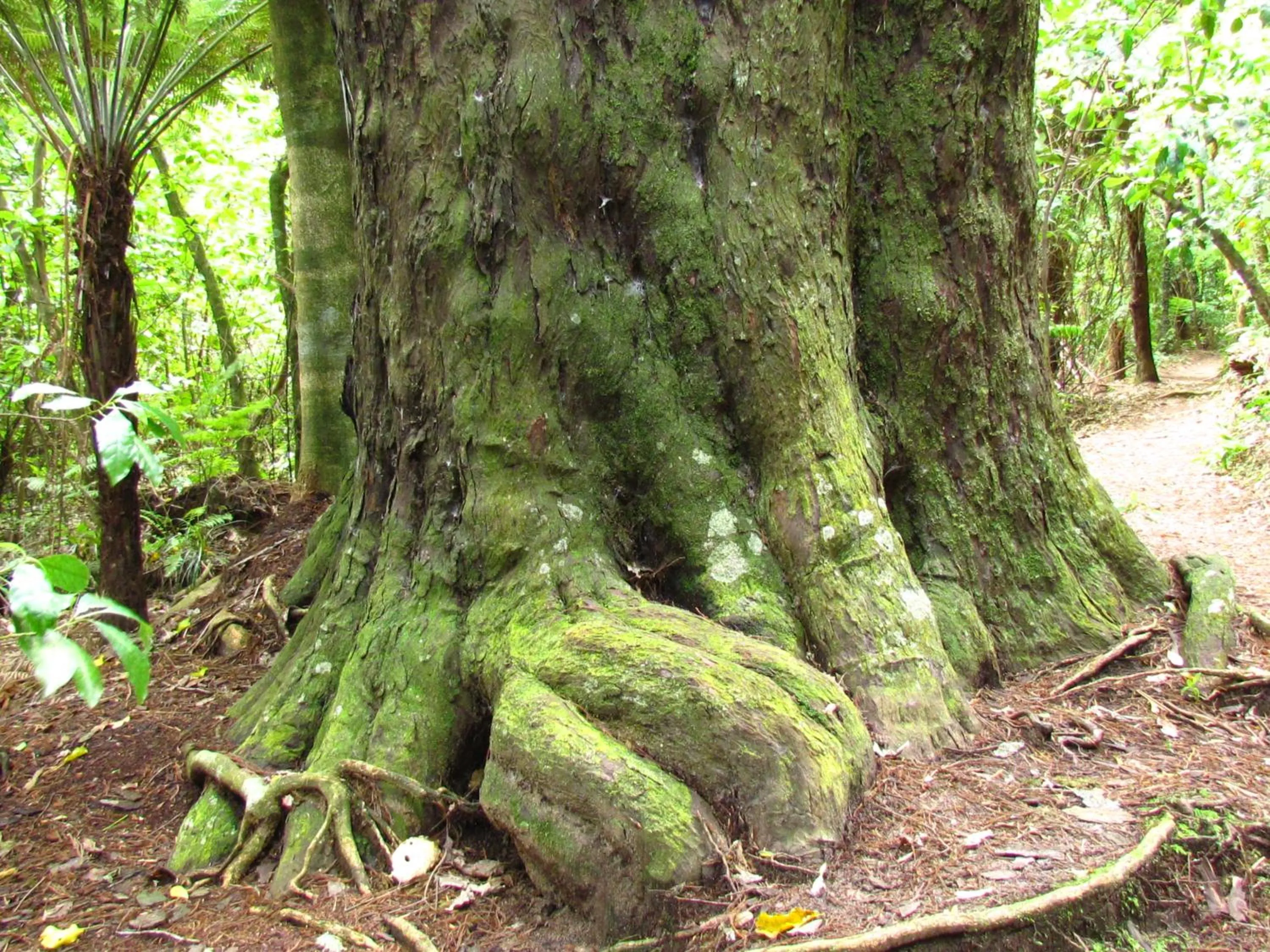 Activities in Rolling Hills Country Stay B&B