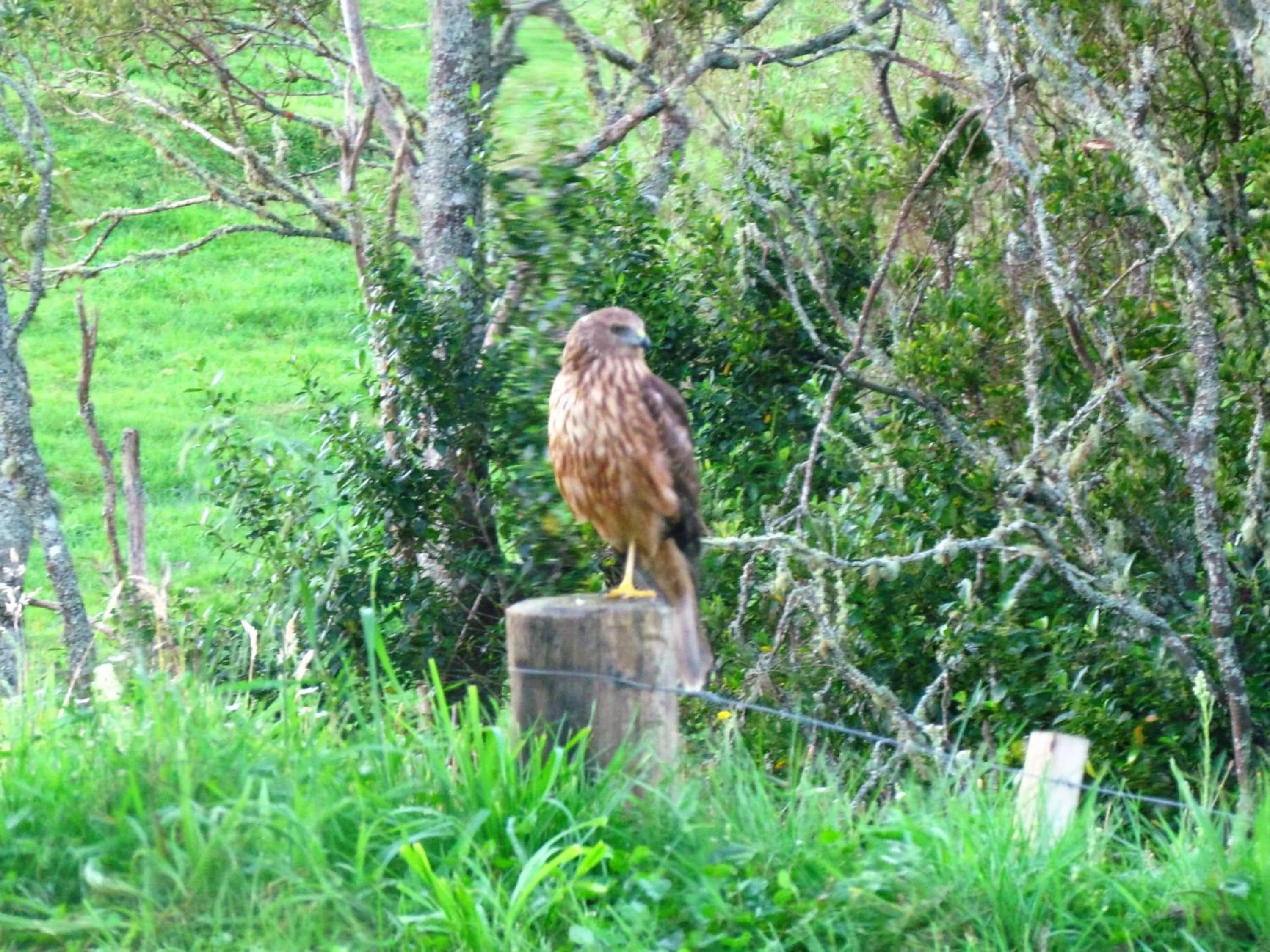 Animals in Rolling Hills Country Stay B&B