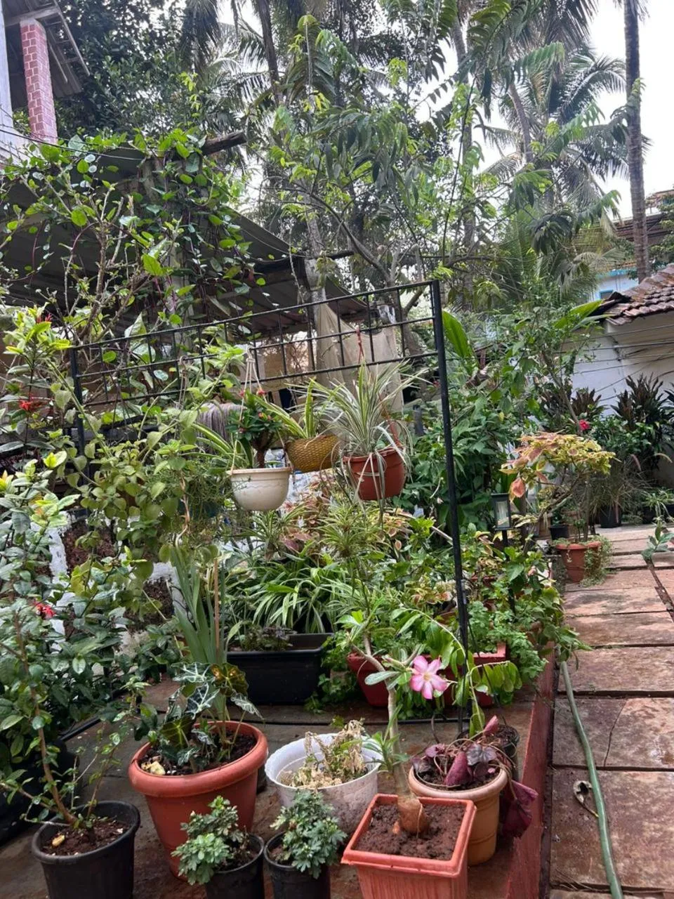 Garden in Fatima Guest House