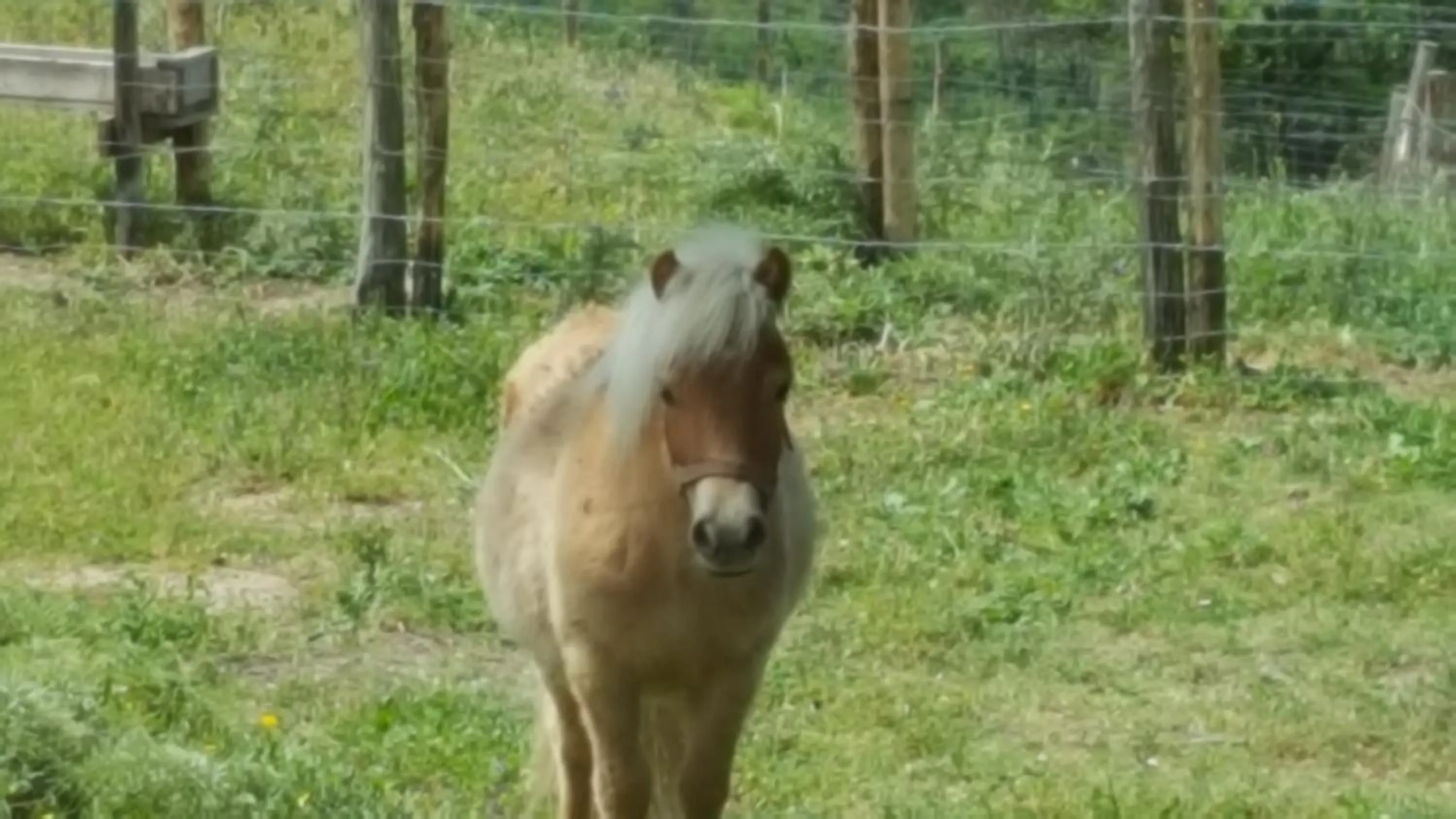 Animals in Mama Lina