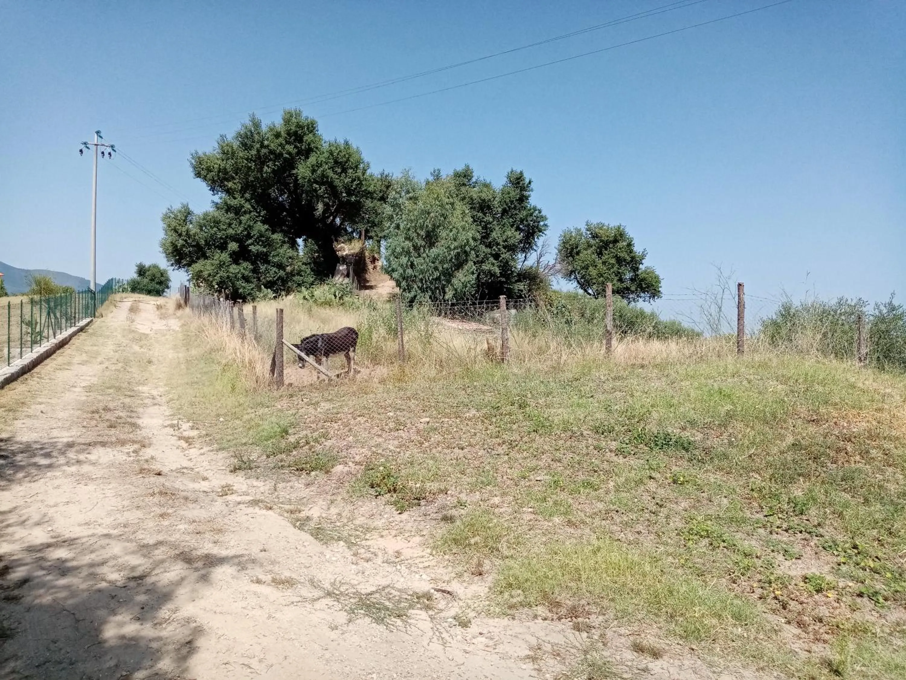 Animals in Mama Lina